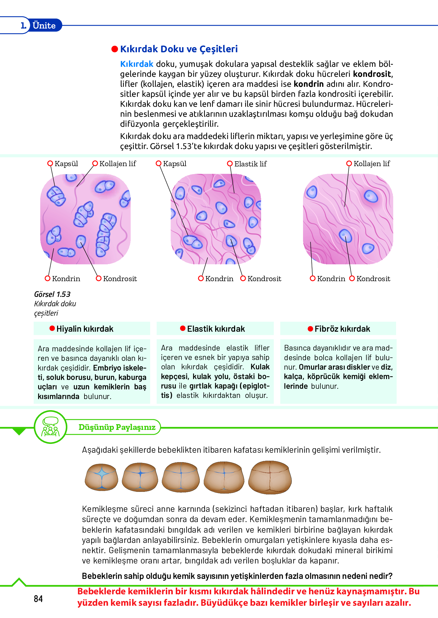 11. Sınıf Meb Yayınları Fen Lisesi Biyoloji Ders Kitabı Sayfa 84 Cevapları