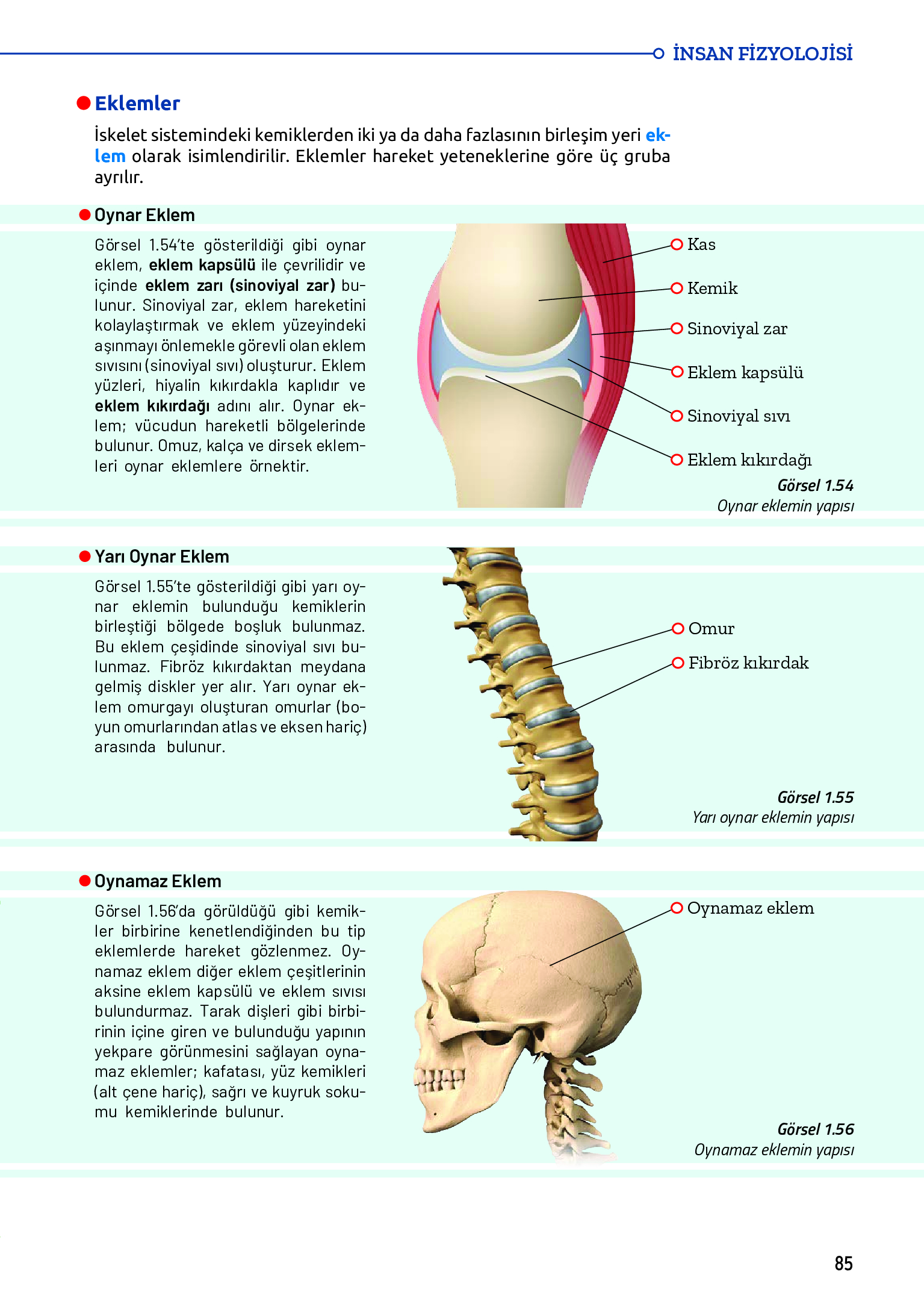 11. Sınıf Meb Yayınları Fen Lisesi Biyoloji Ders Kitabı Sayfa 85 Cevapları 11. Sınıf Meb Yayınları Fen Lisesi Biyoloji Ders Kitabı Sayfa 85 Cevapları