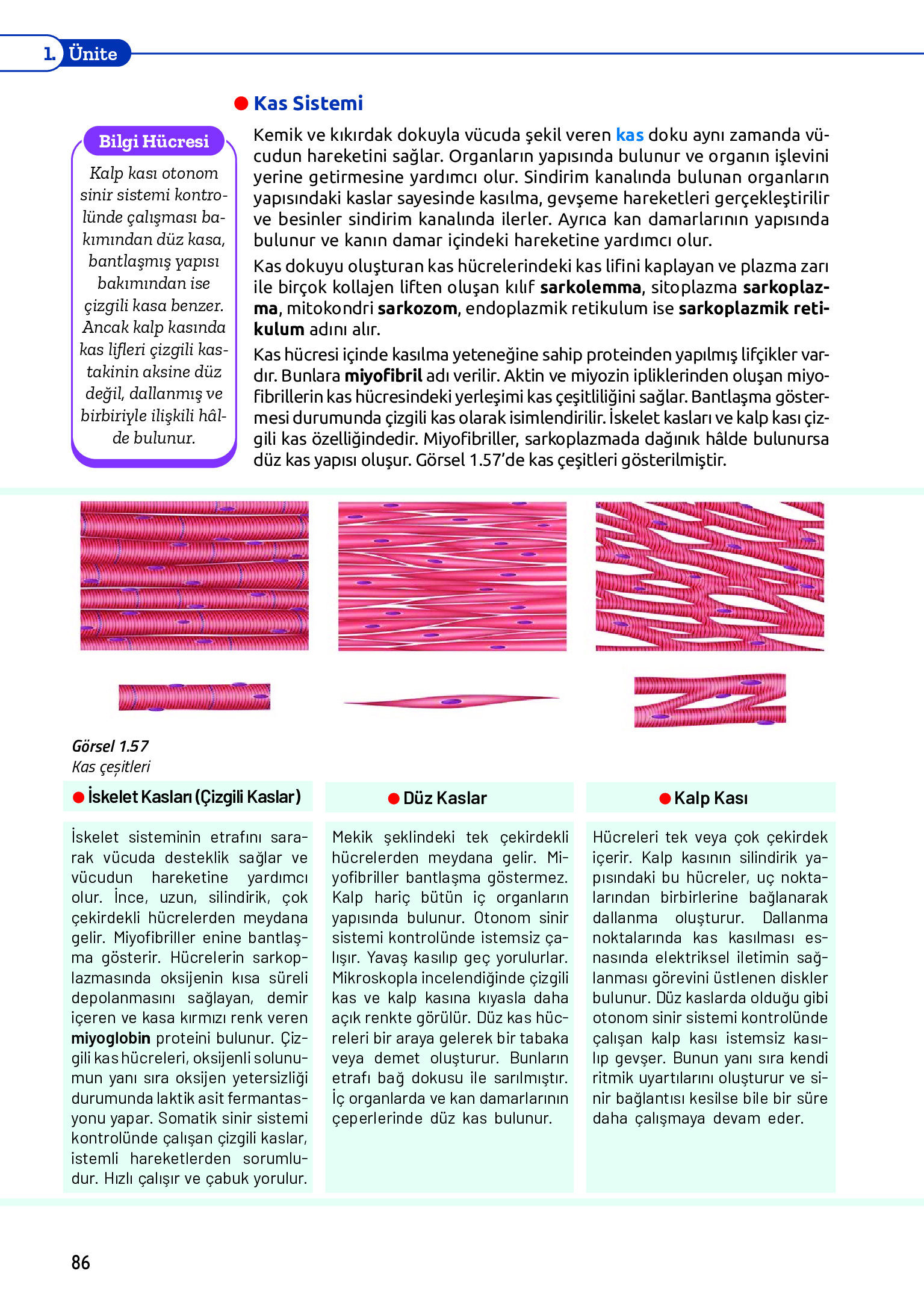 11. Sınıf Meb Yayınları Fen Lisesi Biyoloji Ders Kitabı Sayfa 86 Cevapları