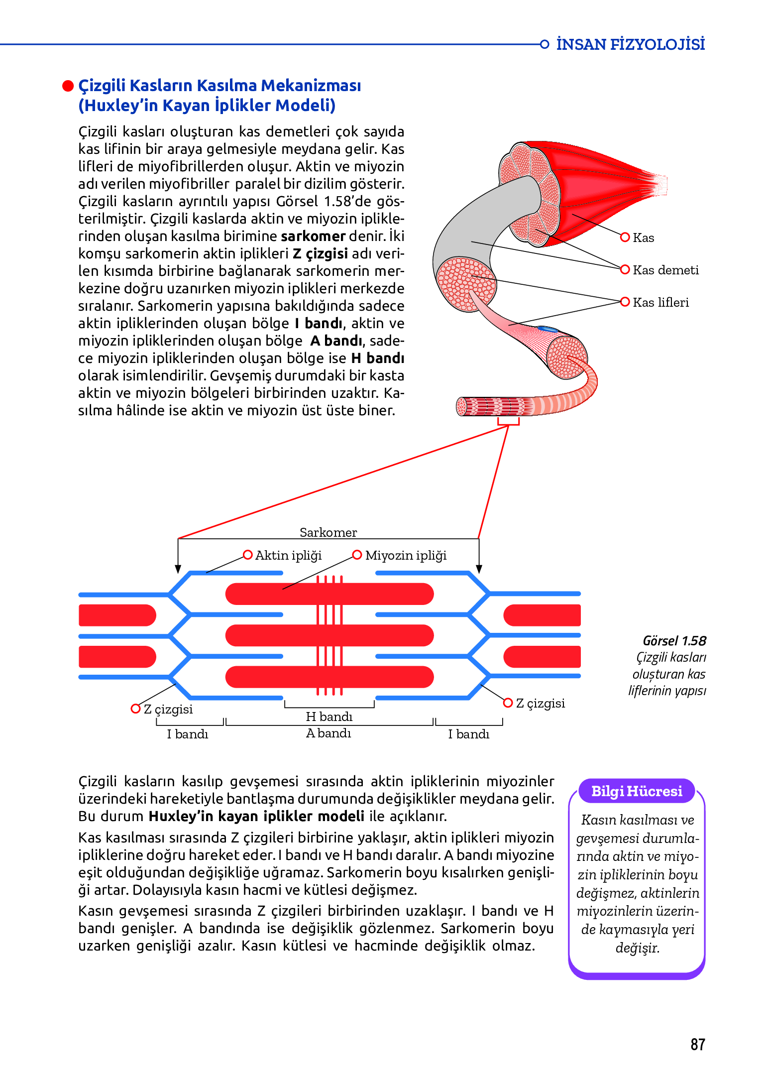 11. Sınıf Meb Yayınları Fen Lisesi Biyoloji Ders Kitabı Sayfa 87 Cevapları 11. Sınıf Meb Yayınları Fen Lisesi Biyoloji Ders Kitabı Sayfa 87 Cevapları