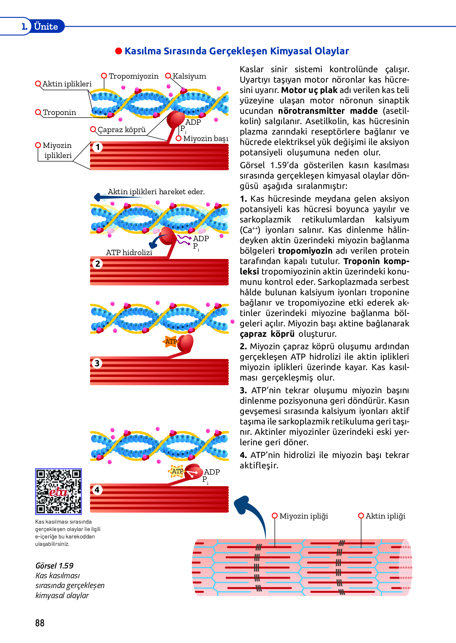11. Sınıf Meb Yayınları Fen Lisesi Biyoloji Ders Kitabı Sayfa 88 Cevapları
