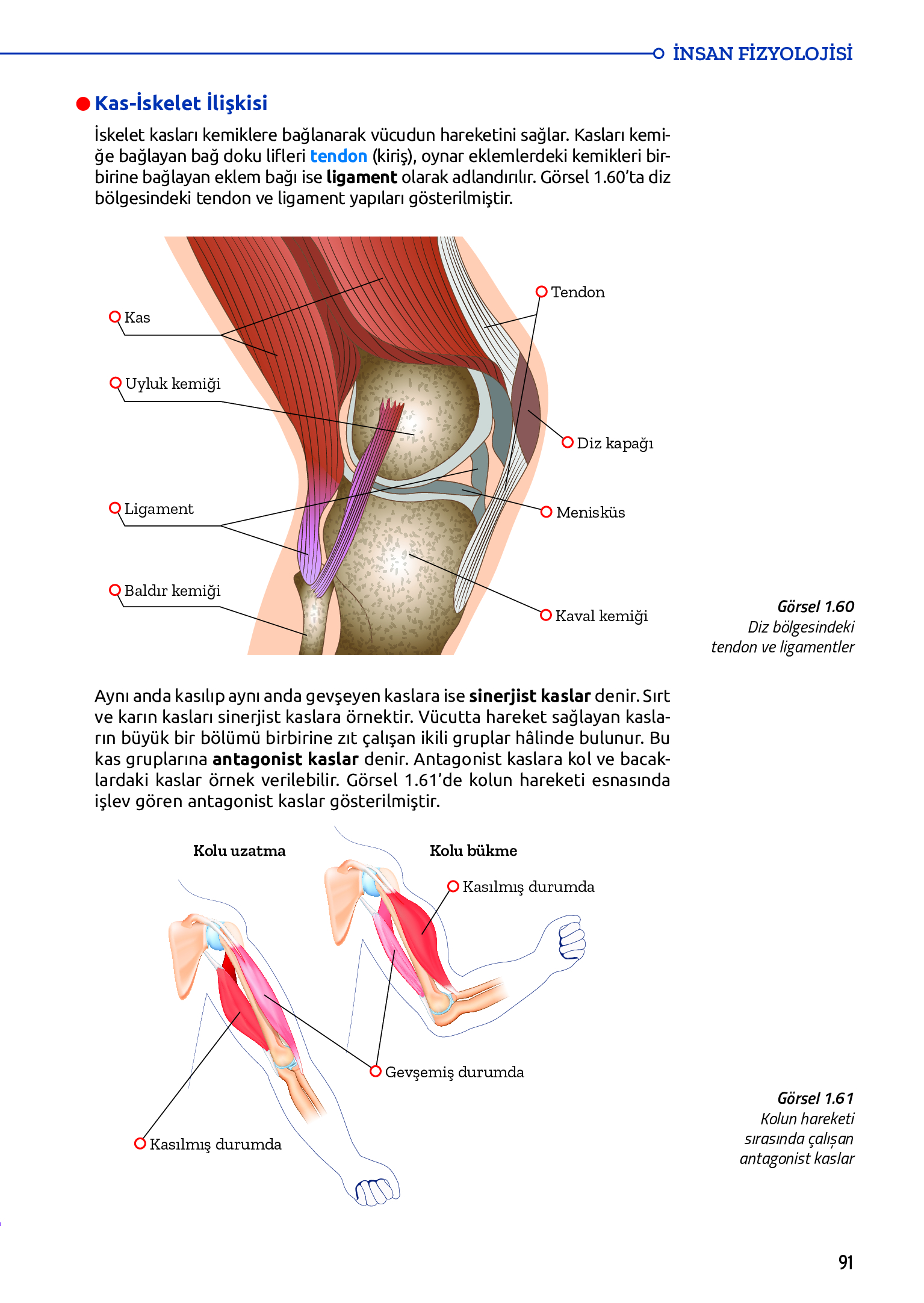 11. Sınıf Meb Yayınları Fen Lisesi Biyoloji Ders Kitabı Sayfa 91 Cevapları 11. Sınıf Meb Yayınları Fen Lisesi Biyoloji Ders Kitabı Sayfa 91 Cevapları