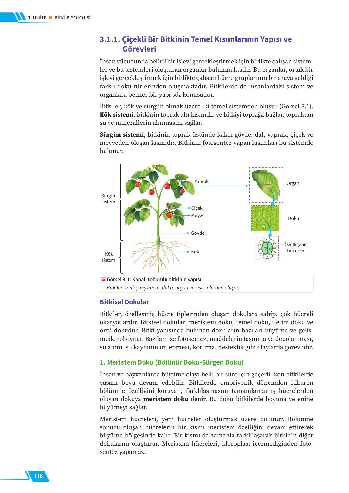 12. Sınıf Meb Yayınları Fen Lisesi Biyoloji Ders Kitabı Sayfa 118 Cevapları