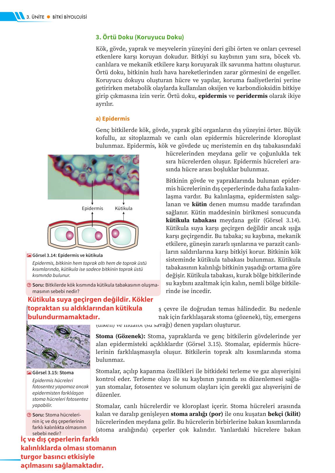 12. Sınıf Meb Yayınları Fen Lisesi Biyoloji Ders Kitabı Sayfa 124 Cevapları 12. Sınıf Meb Yayınları Fen Lisesi Biyoloji Ders Kitabı Sayfa 124 Cevapları