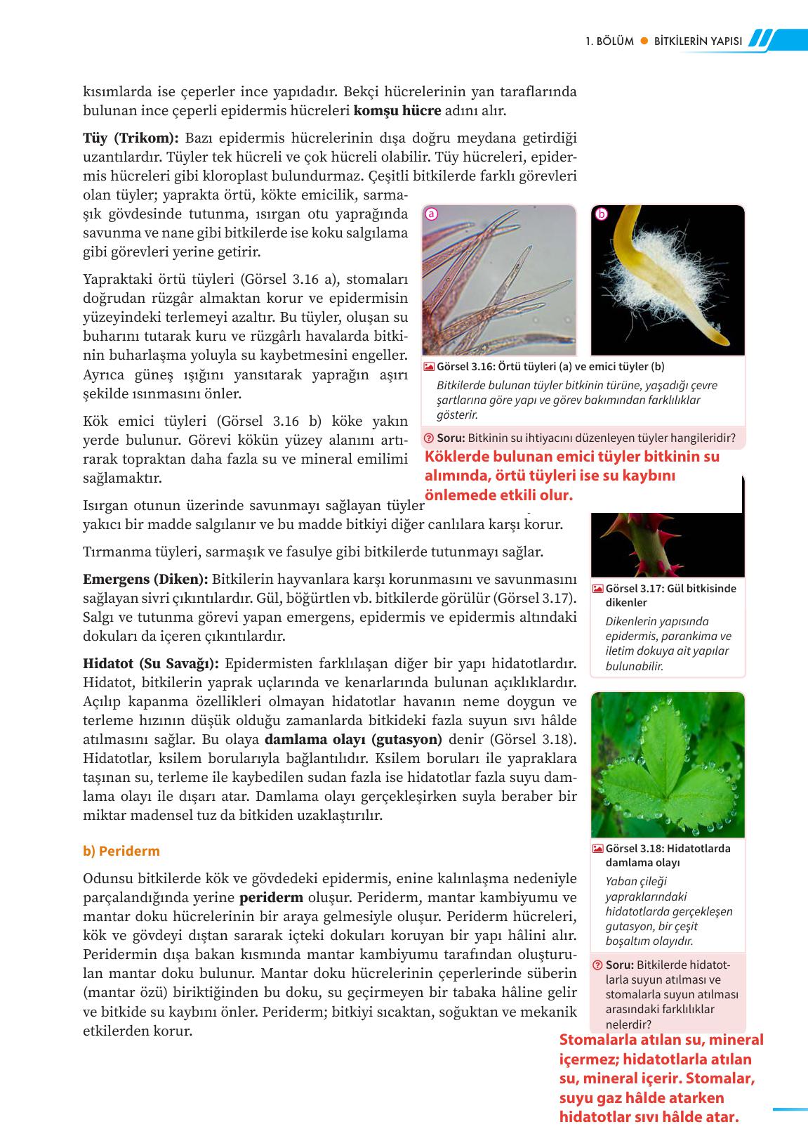 12. Sınıf Meb Yayınları Fen Lisesi Biyoloji Ders Kitabı Sayfa 125 Cevapları