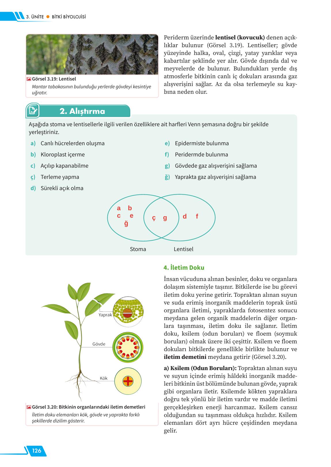 12. Sınıf Meb Yayınları Fen Lisesi Biyoloji Ders Kitabı Sayfa 126 Cevapları