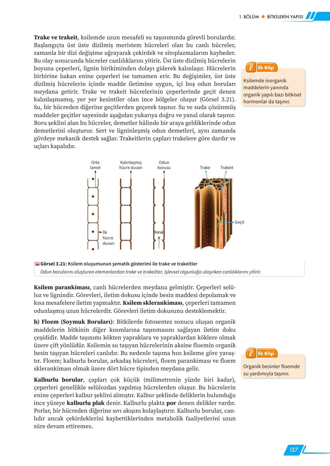 12. Sınıf Meb Yayınları Fen Lisesi Biyoloji Ders Kitabı Sayfa 127 Cevapları