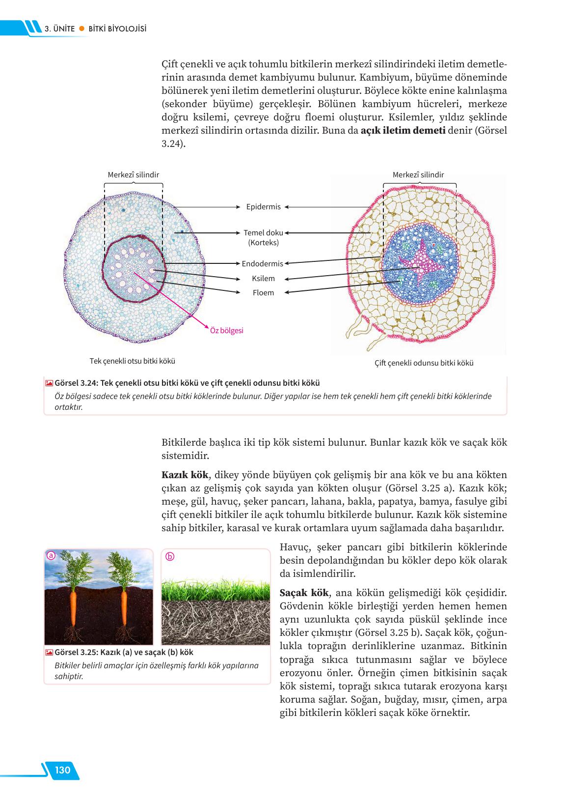 12. Sınıf Meb Yayınları Fen Lisesi Biyoloji Ders Kitabı Sayfa 130 Cevapları