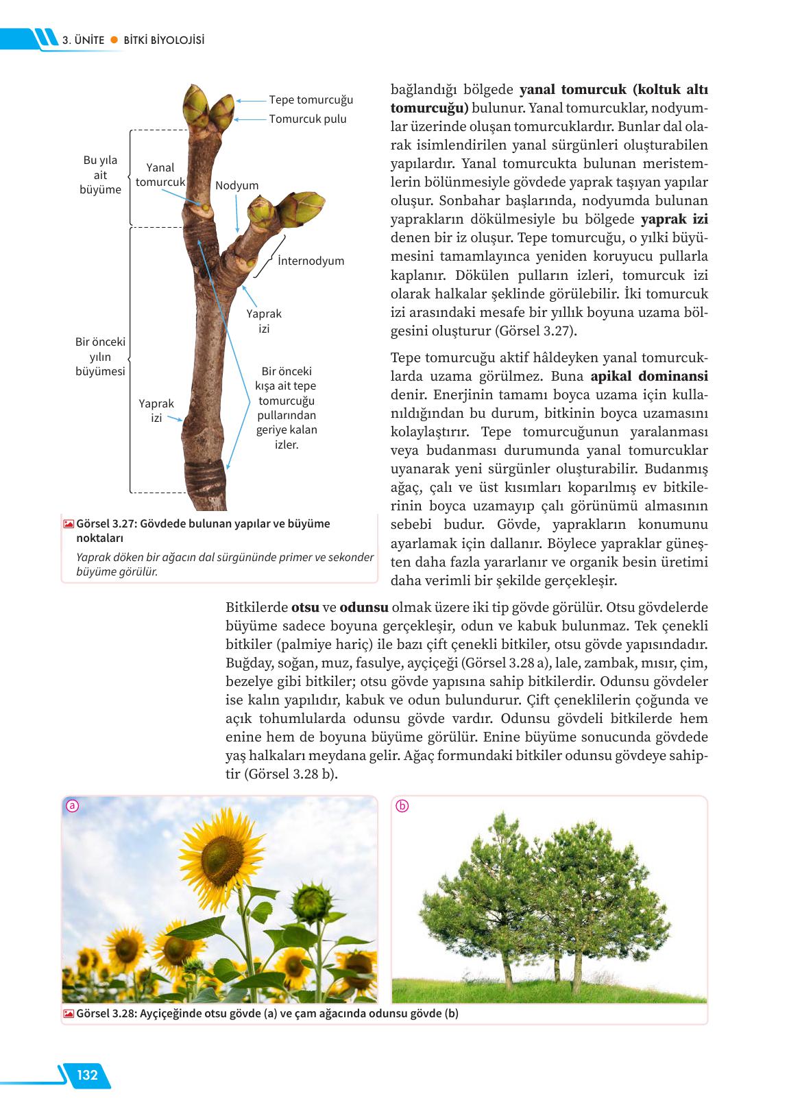 12. Sınıf Meb Yayınları Fen Lisesi Biyoloji Ders Kitabı Sayfa 132 Cevapları