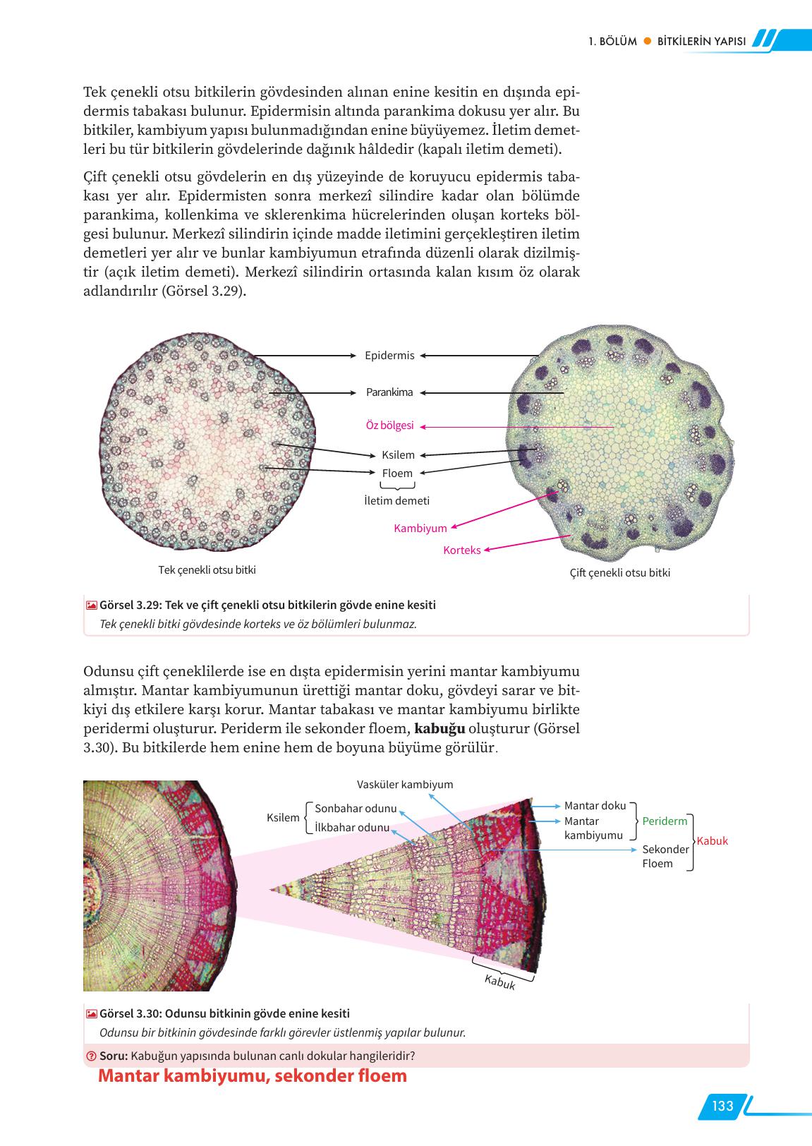12. Sınıf Meb Yayınları Fen Lisesi Biyoloji Ders Kitabı Sayfa 133 Cevapları