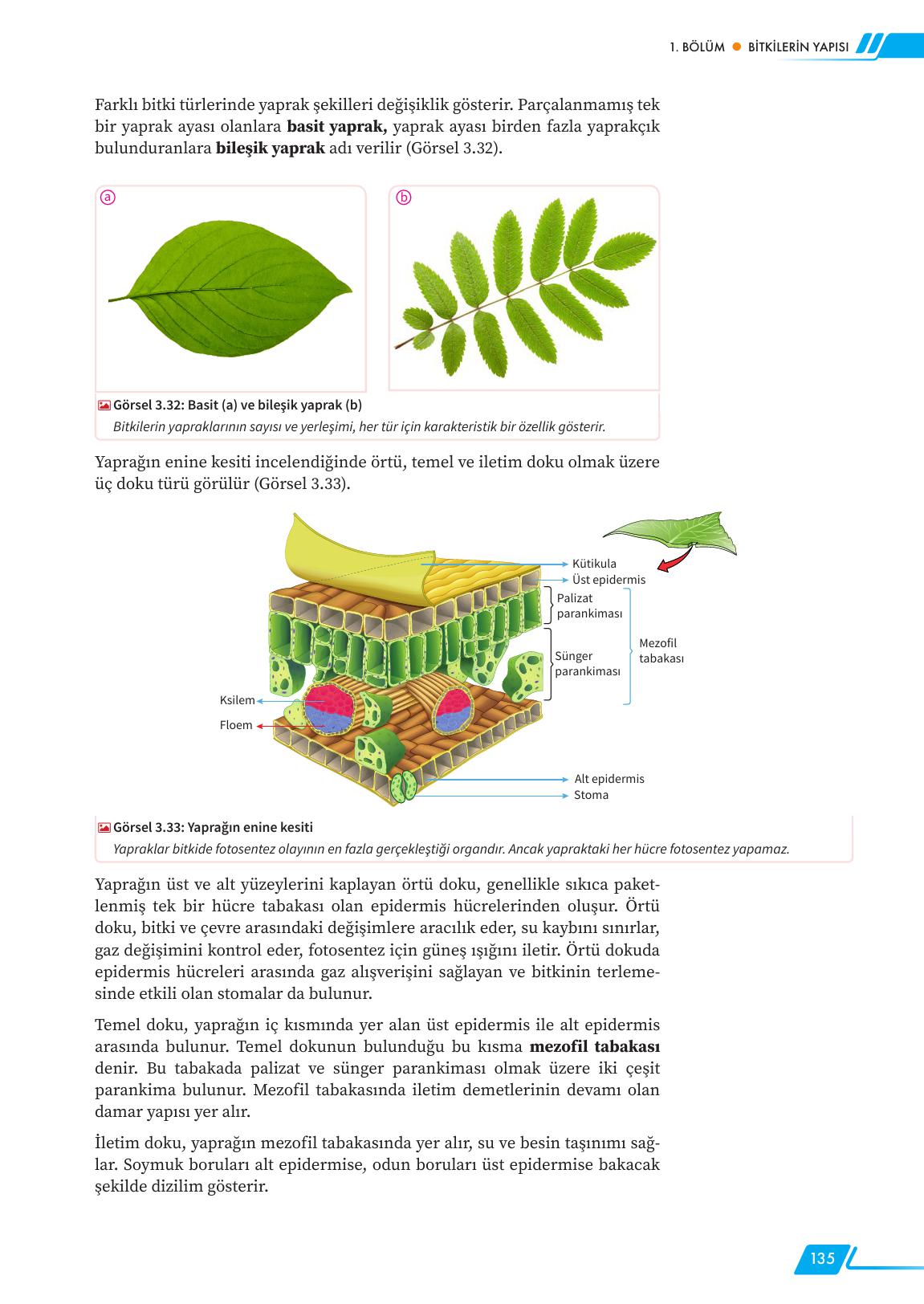 12. Sınıf Meb Yayınları Fen Lisesi Biyoloji Ders Kitabı Sayfa 135 Cevapları