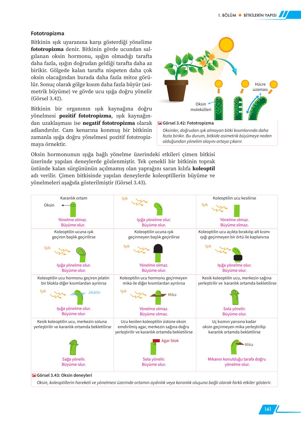 12. Sınıf Meb Yayınları Fen Lisesi Biyoloji Ders Kitabı Sayfa 141 Cevapları