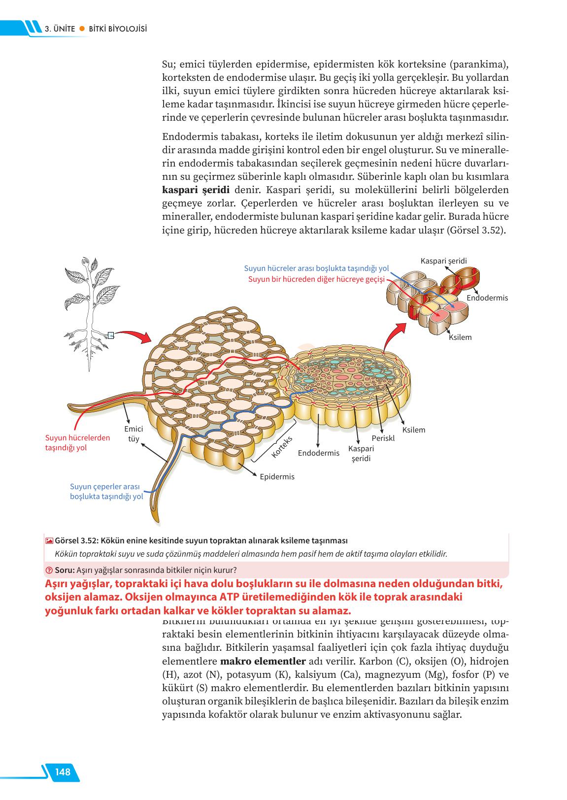 12. Sınıf Meb Yayınları Fen Lisesi Biyoloji Ders Kitabı Sayfa 148 Cevapları