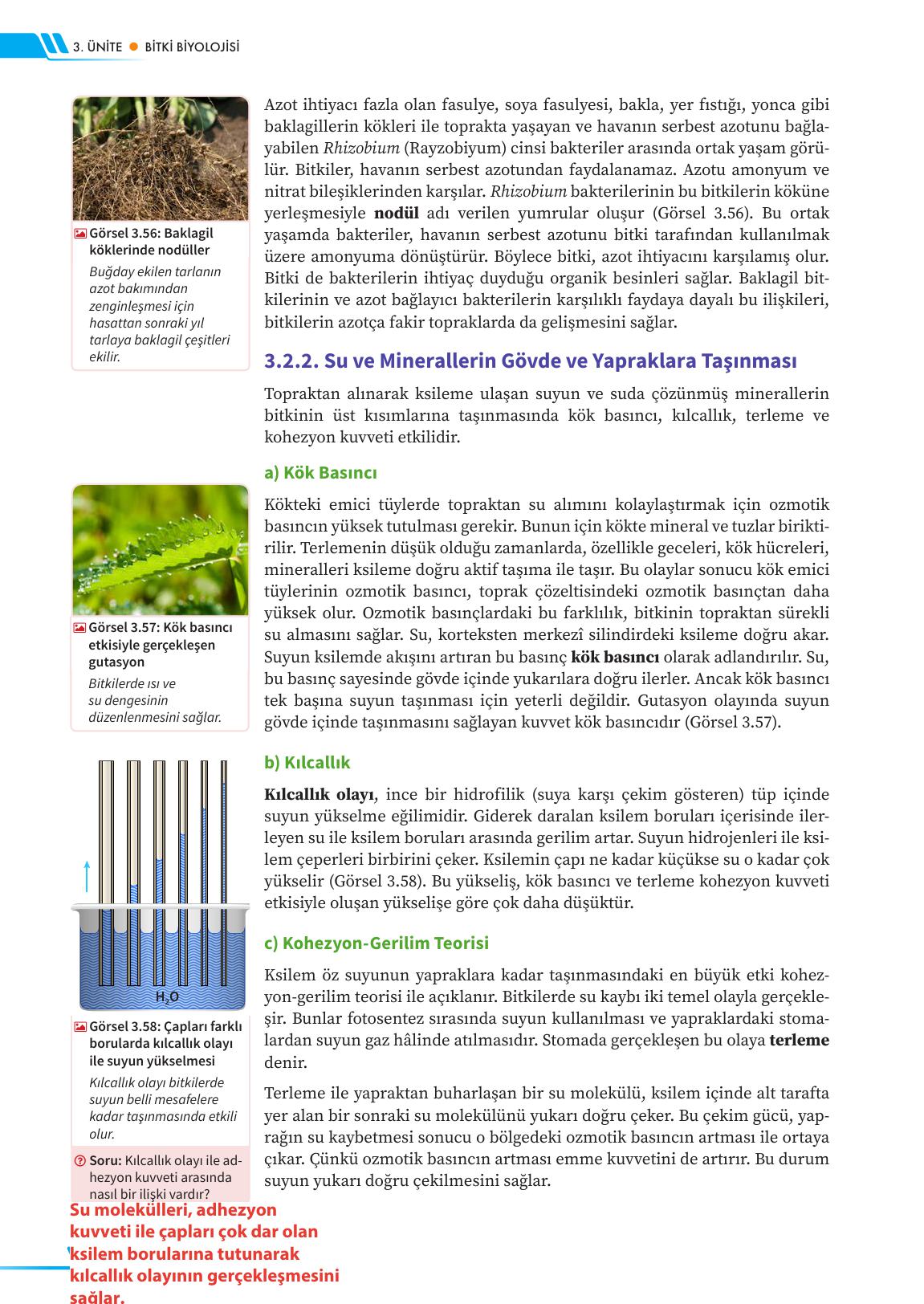 12. Sınıf Meb Yayınları Fen Lisesi Biyoloji Ders Kitabı Sayfa 150 Cevapları