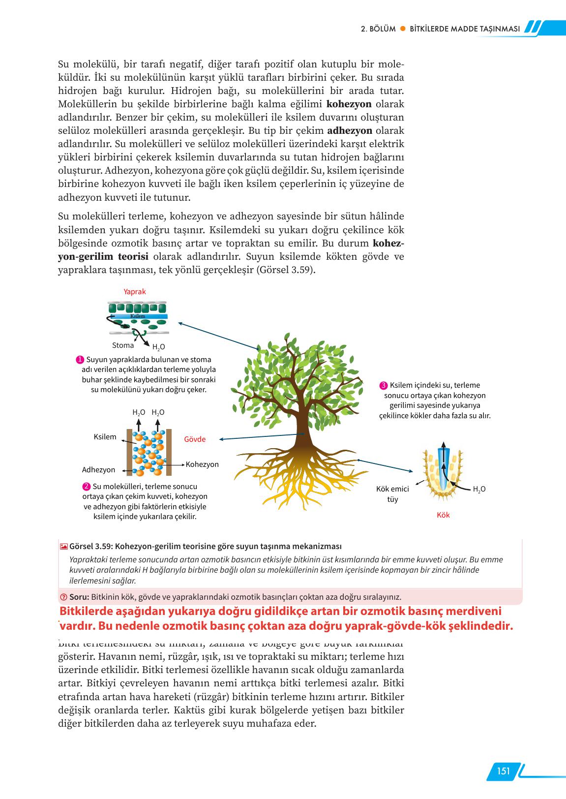 12. Sınıf Meb Yayınları Fen Lisesi Biyoloji Ders Kitabı Sayfa 151 Cevapları