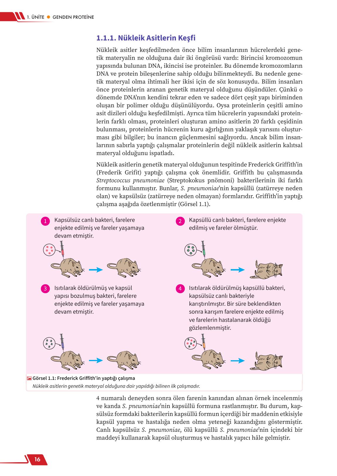 12. Sınıf Meb Yayınları Fen Lisesi Biyoloji Ders Kitabı Sayfa 16 Cevapları