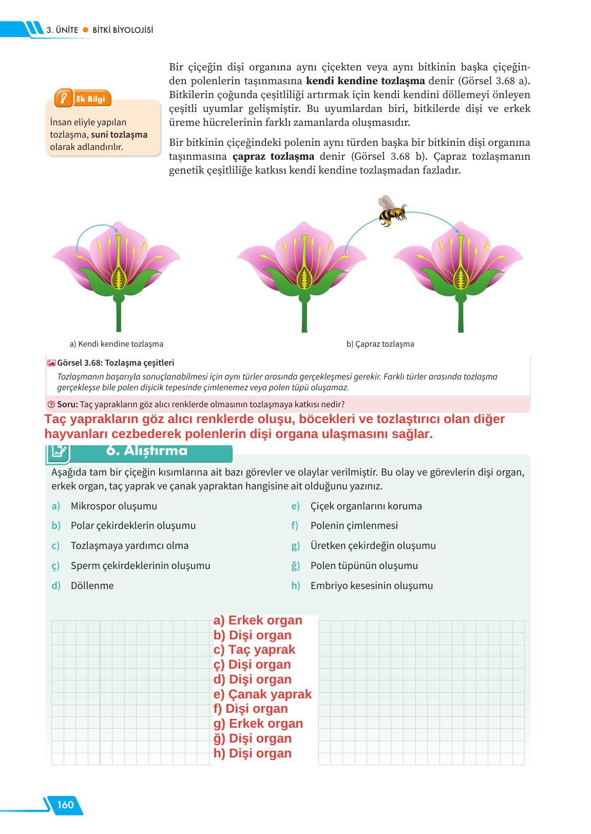 12. Sınıf Meb Yayınları Fen Lisesi Biyoloji Ders Kitabı Sayfa 160 Cevapları