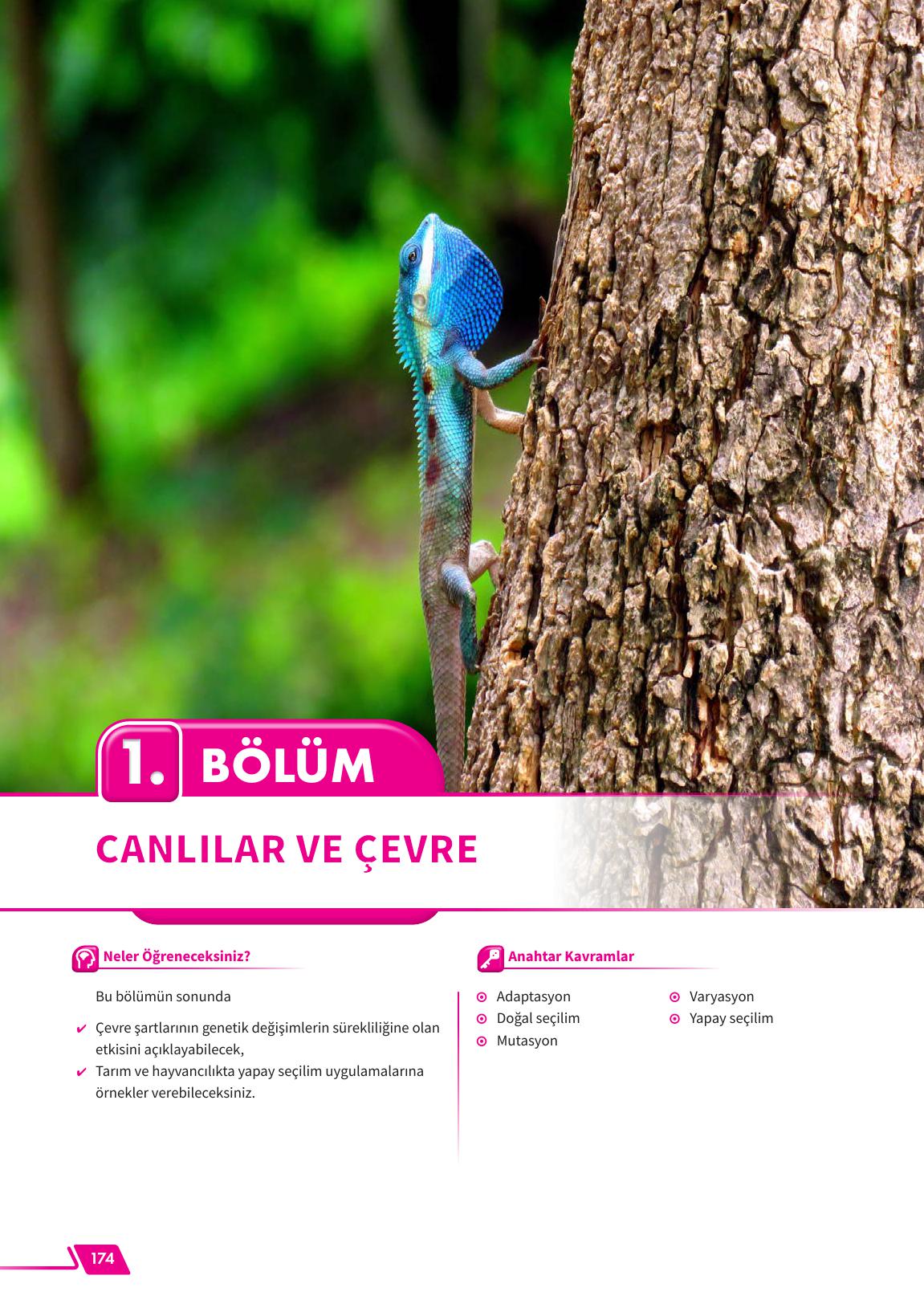 12. Sınıf Meb Yayınları Fen Lisesi Biyoloji Ders Kitabı Sayfa 174 Cevapları