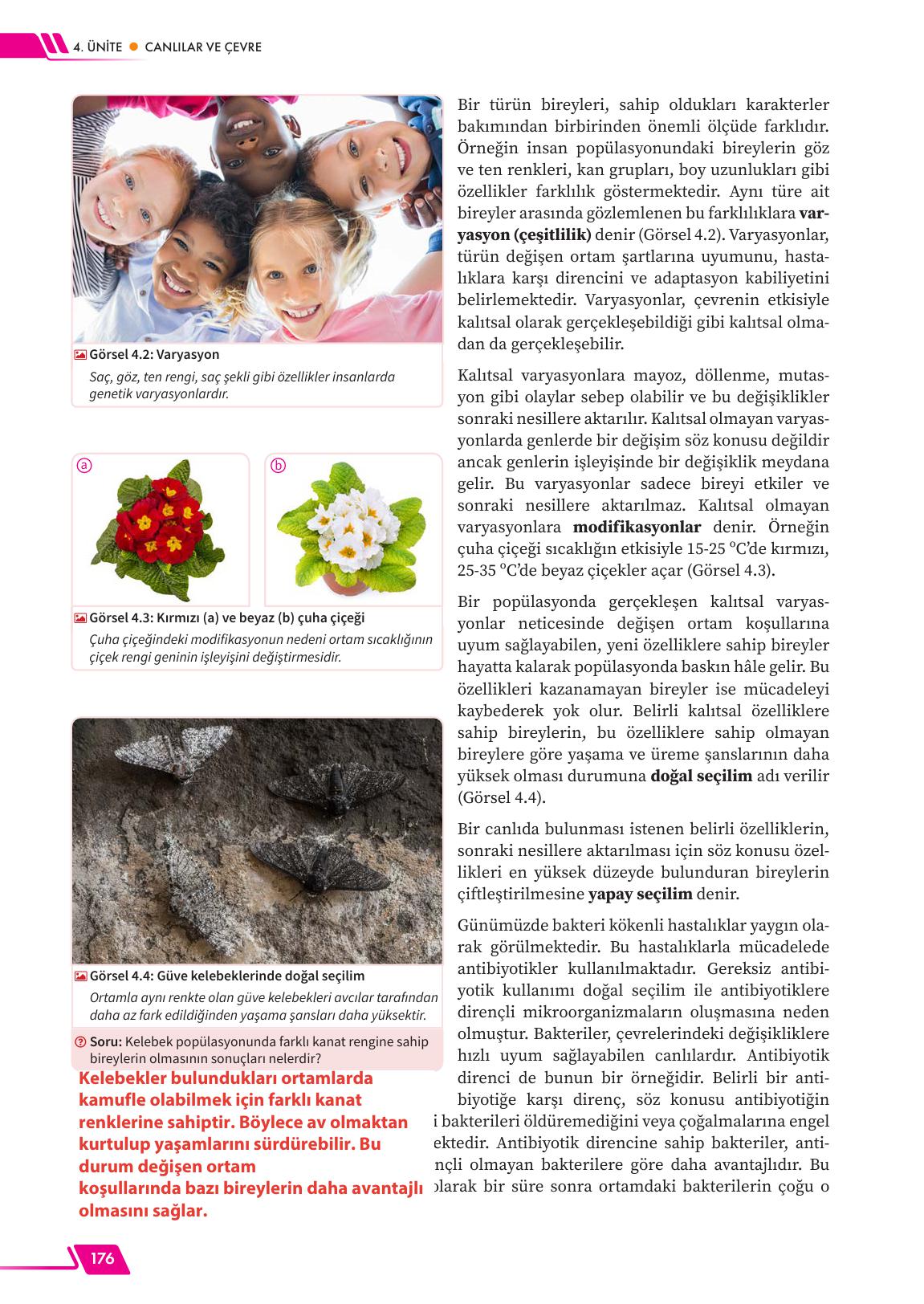 12. Sınıf Meb Yayınları Fen Lisesi Biyoloji Ders Kitabı Sayfa 176 Cevapları