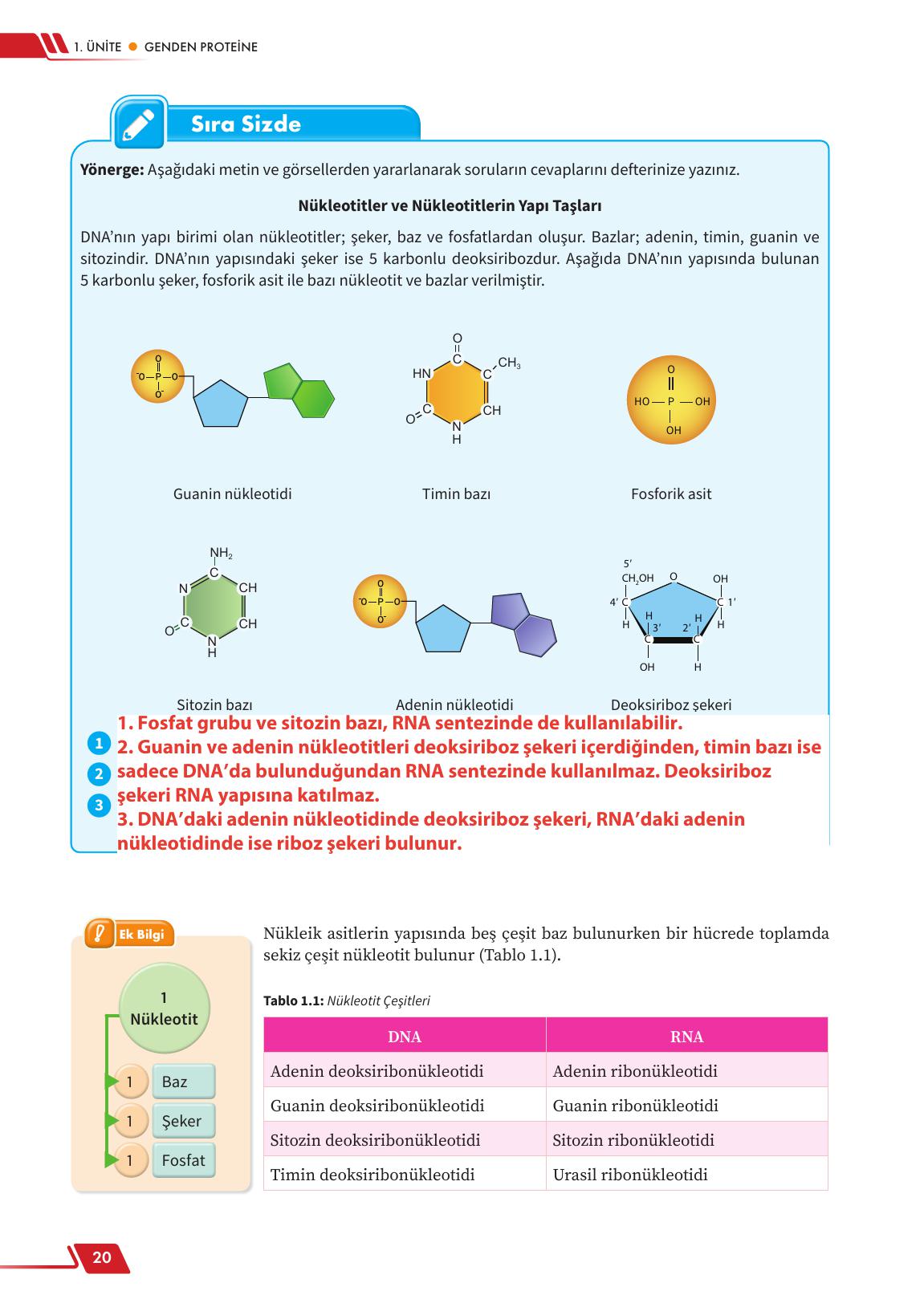 12. Sınıf Meb Yayınları Fen Lisesi Biyoloji Ders Kitabı Sayfa 20 Cevapları 12. Sınıf Meb Yayınları Fen Lisesi Biyoloji Ders Kitabı Sayfa 20 Cevapları