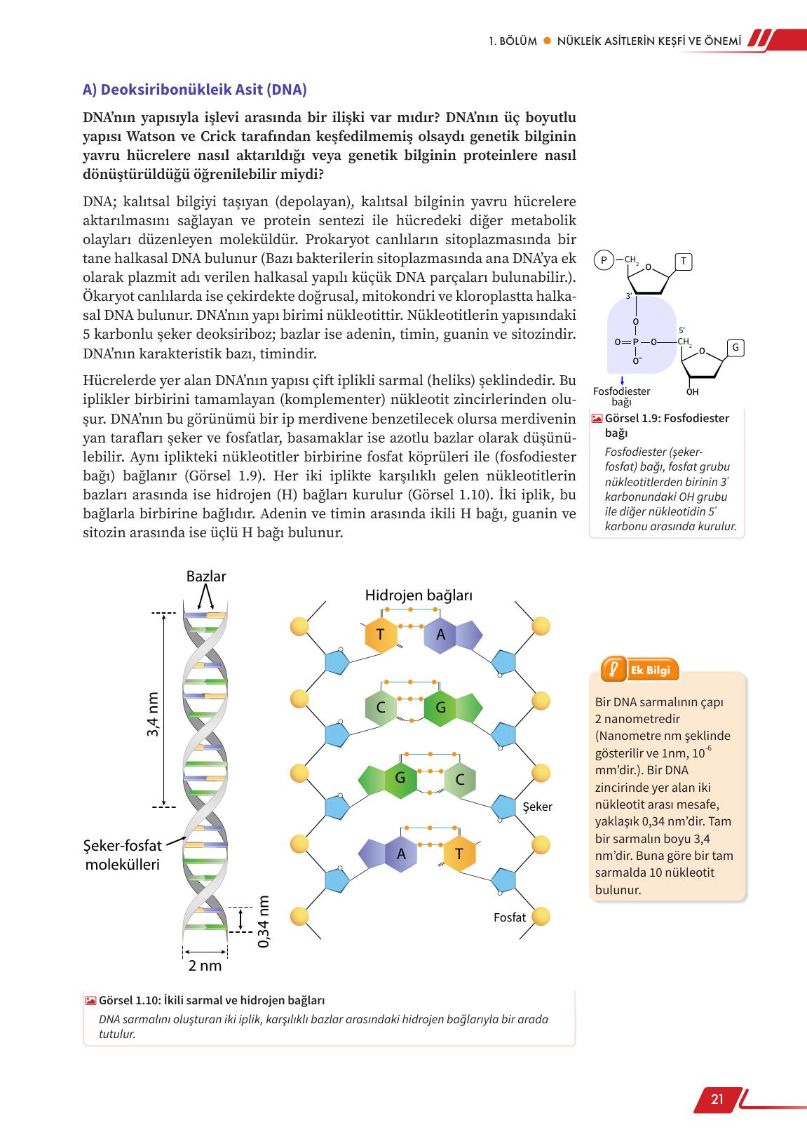 12. Sınıf Meb Yayınları Fen Lisesi Biyoloji Ders Kitabı Sayfa 21 Cevapları
