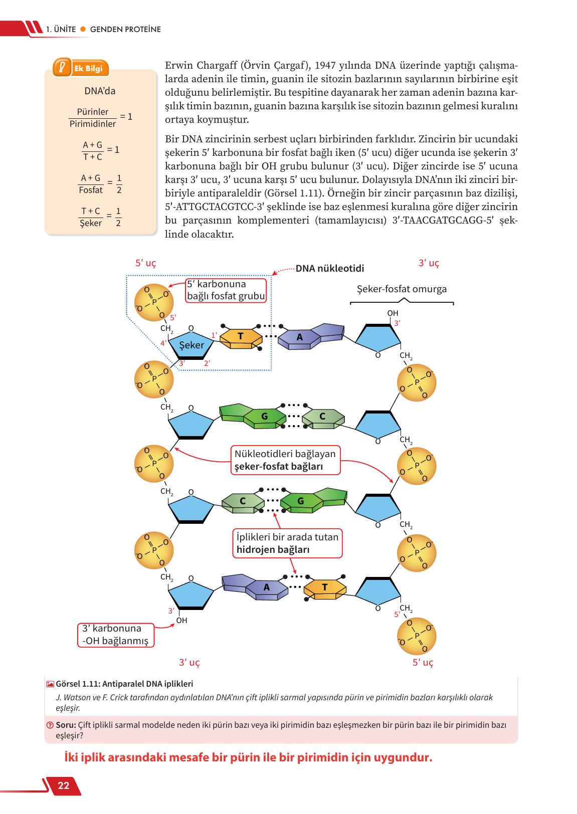 12. Sınıf Meb Yayınları Fen Lisesi Biyoloji Ders Kitabı Sayfa 22 Cevapları