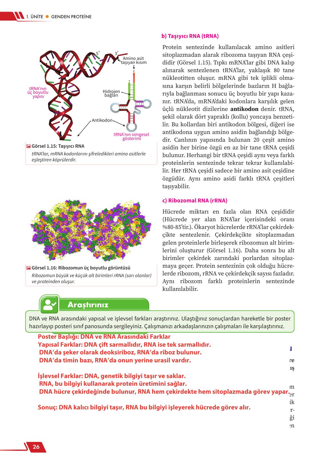 12. Sınıf Meb Yayınları Fen Lisesi Biyoloji Ders Kitabı Sayfa 26 Cevapları