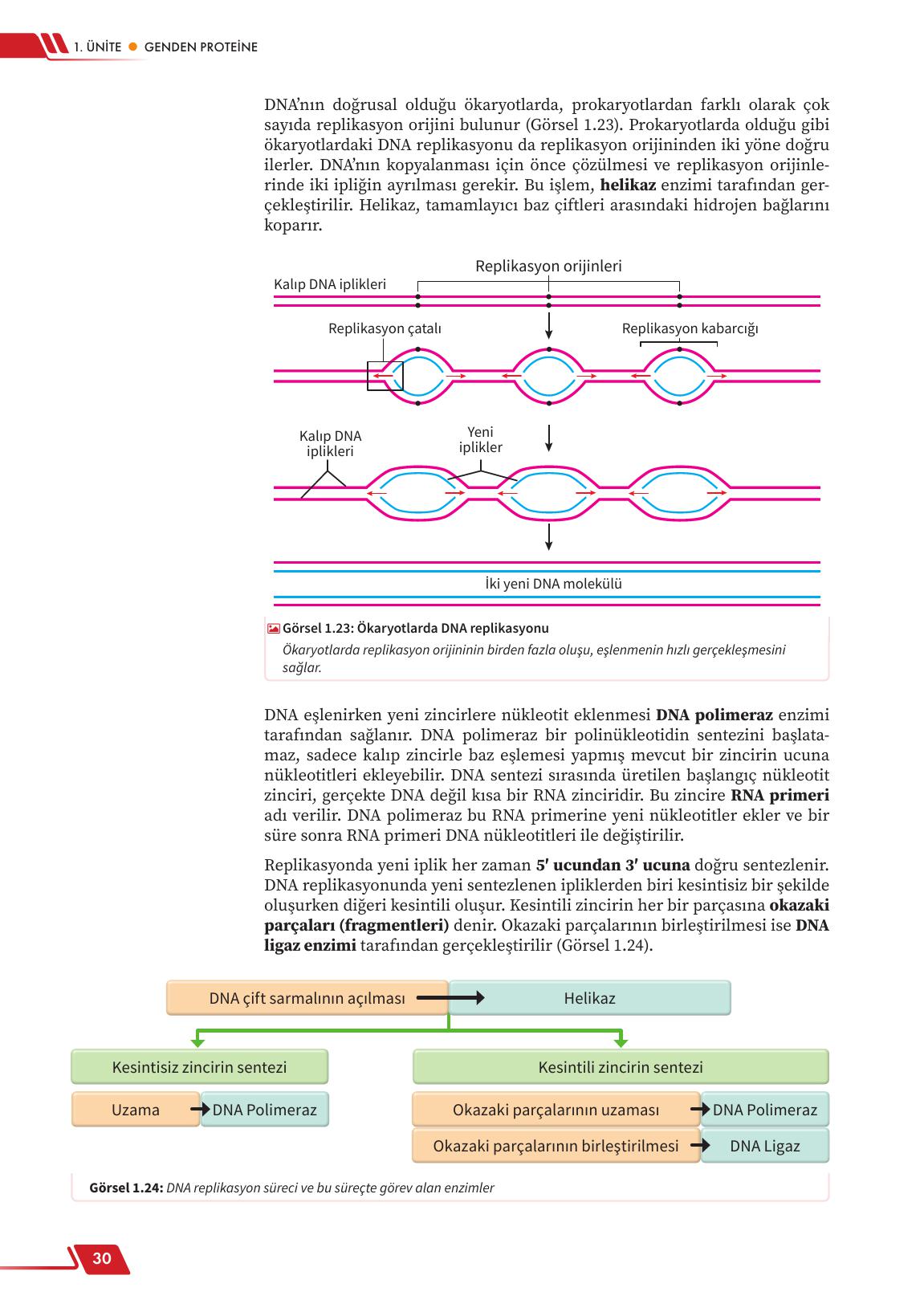 12. Sınıf Meb Yayınları Fen Lisesi Biyoloji Ders Kitabı Sayfa 30 Cevapları 12. Sınıf Meb Yayınları Fen Lisesi Biyoloji Ders Kitabı Sayfa 30 Cevapları