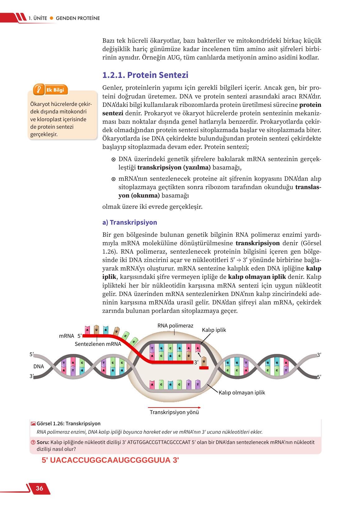 12. Sınıf Meb Yayınları Fen Lisesi Biyoloji Ders Kitabı Sayfa 36 Cevapları 12. Sınıf Meb Yayınları Fen Lisesi Biyoloji Ders Kitabı Sayfa 36 Cevapları