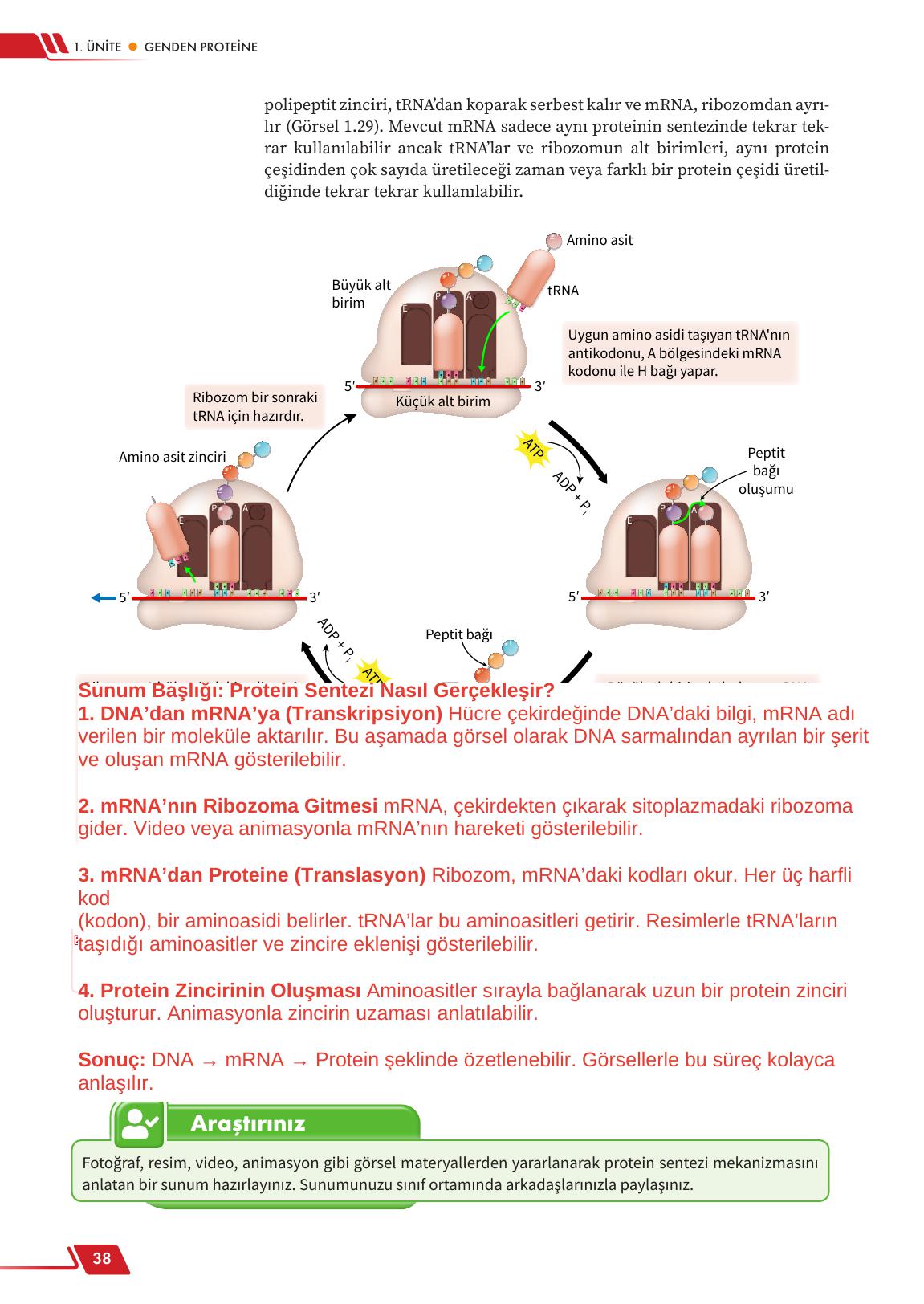 12. Sınıf Meb Yayınları Fen Lisesi Biyoloji Ders Kitabı Sayfa 38 Cevapları