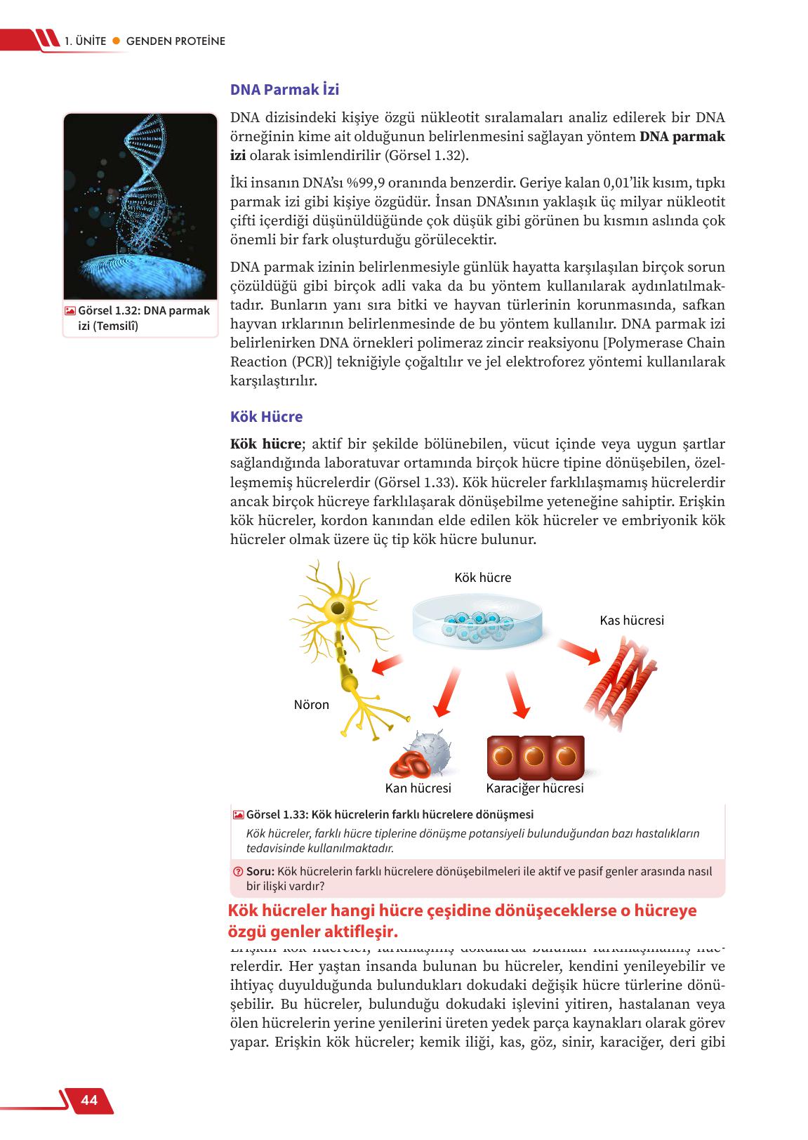 12. Sınıf Meb Yayınları Fen Lisesi Biyoloji Ders Kitabı Sayfa 44 Cevapları 12. Sınıf Meb Yayınları Fen Lisesi Biyoloji Ders Kitabı Sayfa 44 Cevapları
