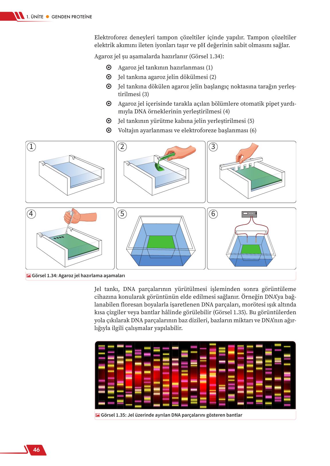 12. Sınıf Meb Yayınları Fen Lisesi Biyoloji Ders Kitabı Sayfa 46 Cevapları 12. Sınıf Meb Yayınları Fen Lisesi Biyoloji Ders Kitabı Sayfa 46 Cevapları