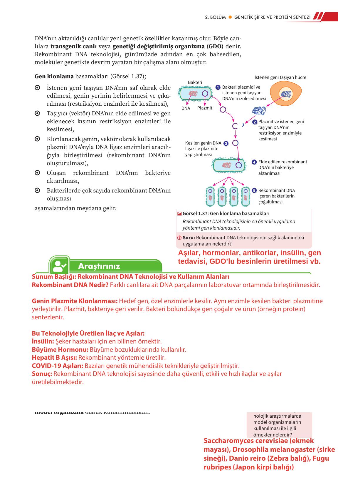 12. Sınıf Meb Yayınları Fen Lisesi Biyoloji Ders Kitabı Sayfa 49 Cevapları
