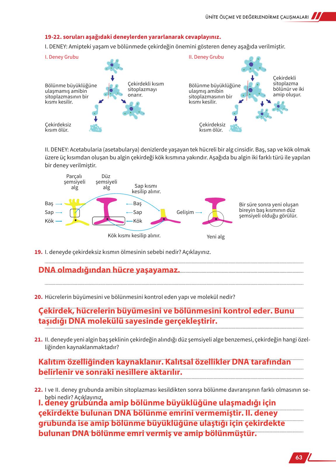 12. Sınıf Meb Yayınları Fen Lisesi Biyoloji Ders Kitabı Sayfa 63 Cevapları