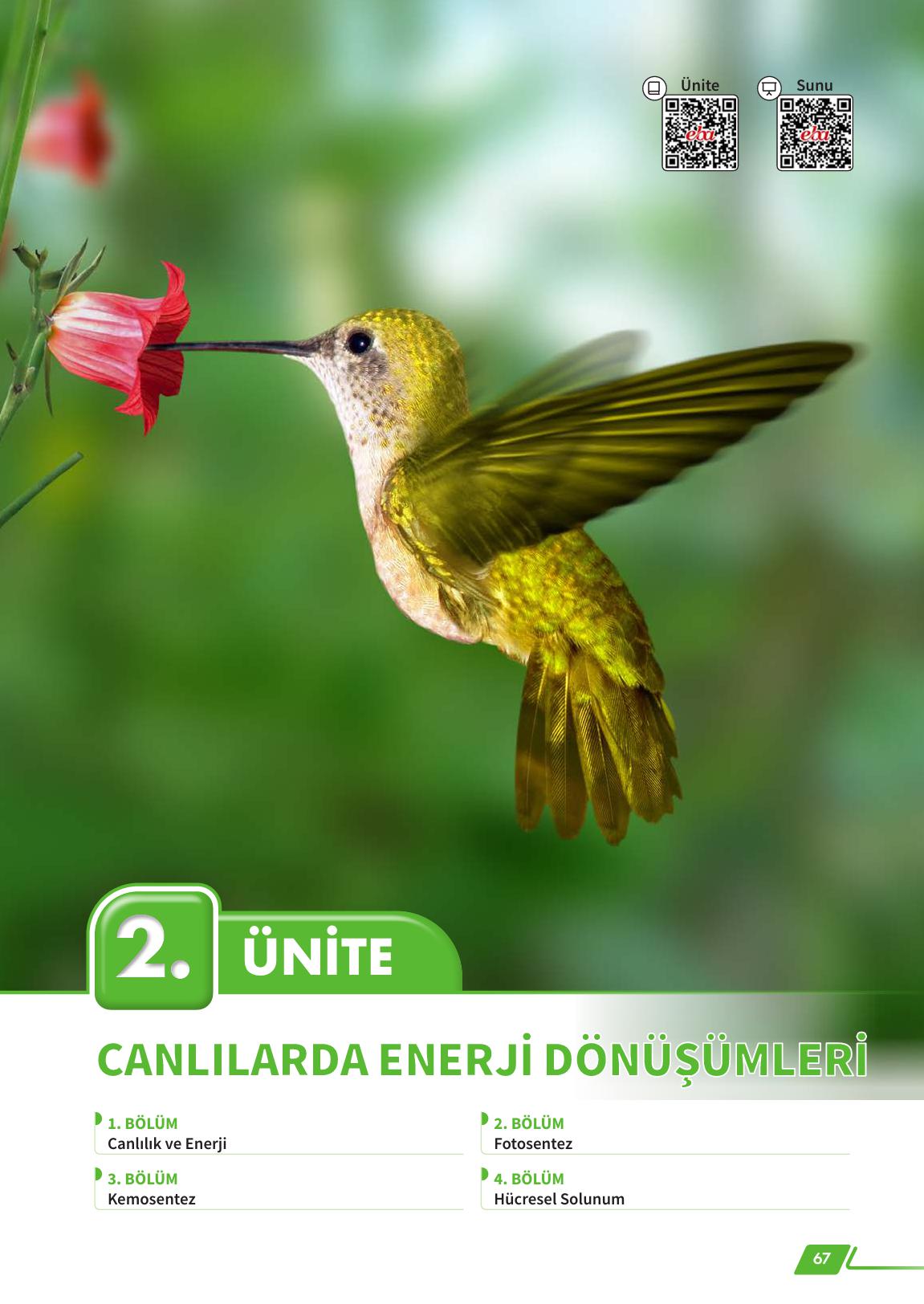 12. Sınıf Meb Yayınları Fen Lisesi Biyoloji Ders Kitabı Sayfa 67 Cevapları