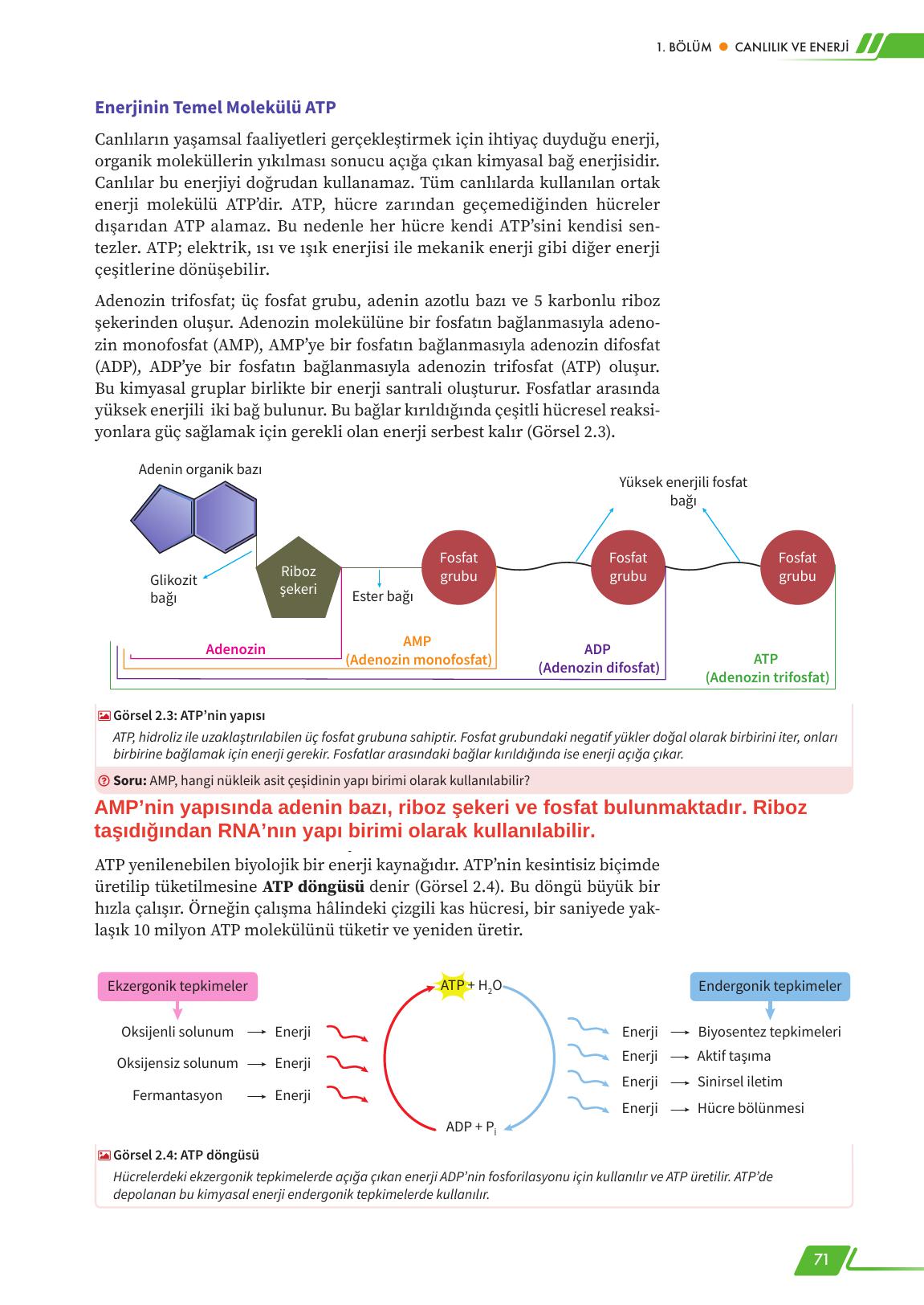 12. Sınıf Meb Yayınları Fen Lisesi Biyoloji Ders Kitabı Sayfa 71 Cevapları
