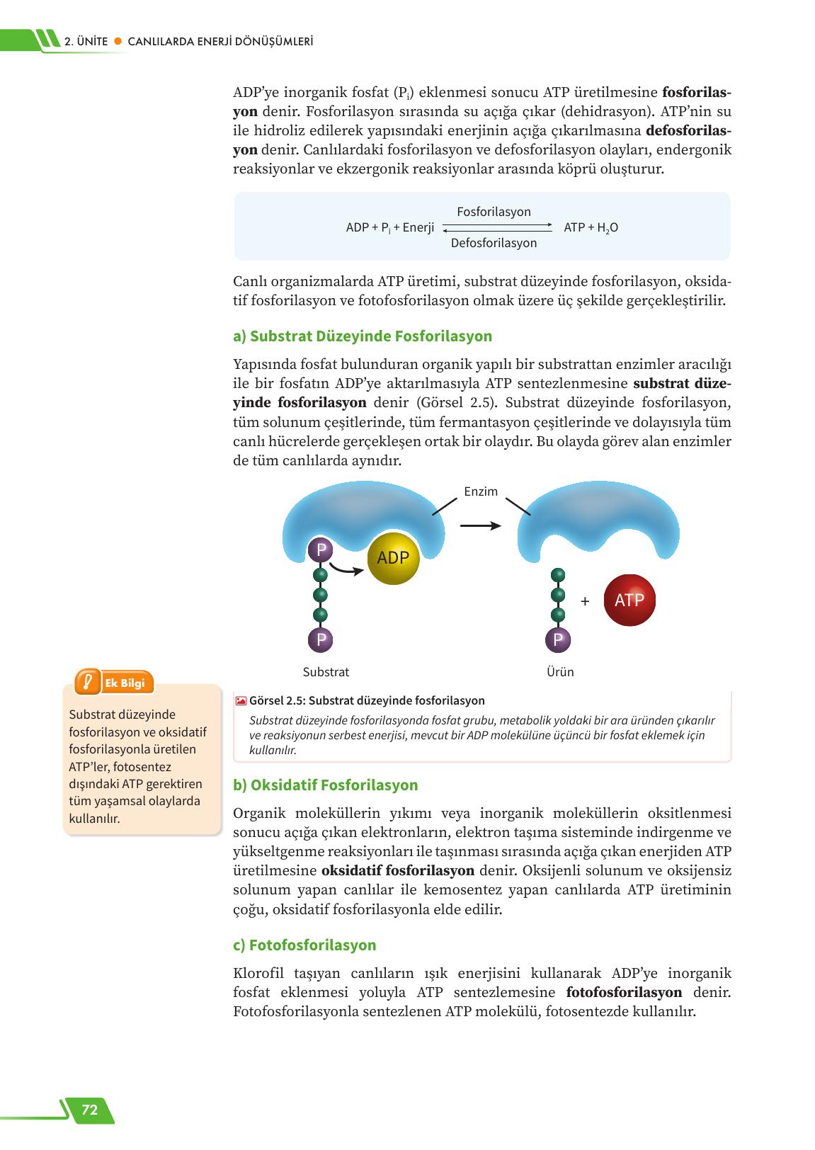 12. Sınıf Meb Yayınları Fen Lisesi Biyoloji Ders Kitabı Sayfa 72 Cevapları 12. Sınıf Meb Yayınları Fen Lisesi Biyoloji Ders Kitabı Sayfa 72 Cevapları