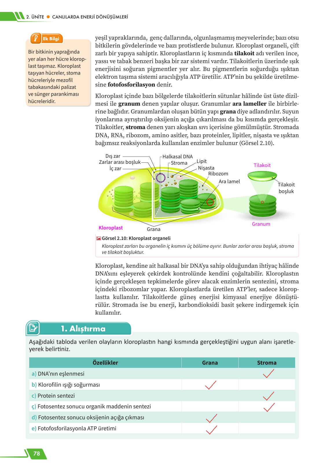 12. Sınıf Meb Yayınları Fen Lisesi Biyoloji Ders Kitabı Sayfa 78 Cevapları