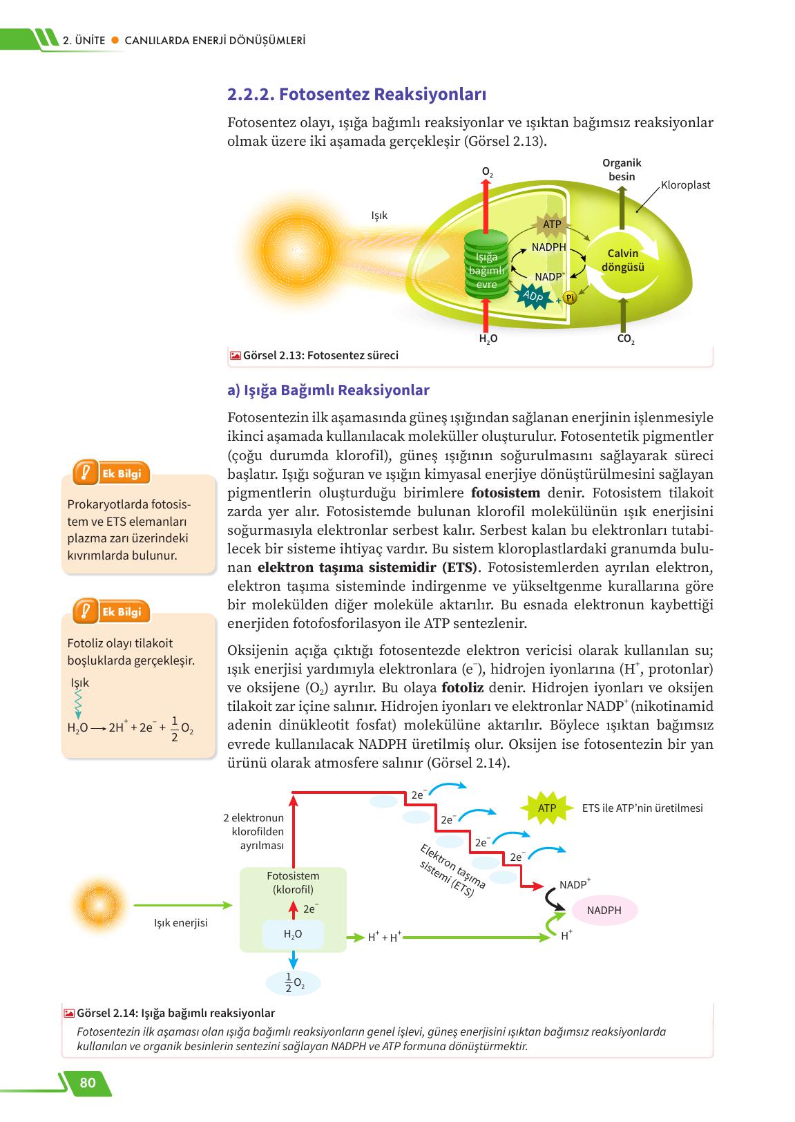 12. Sınıf Meb Yayınları Fen Lisesi Biyoloji Ders Kitabı Sayfa 80 Cevapları