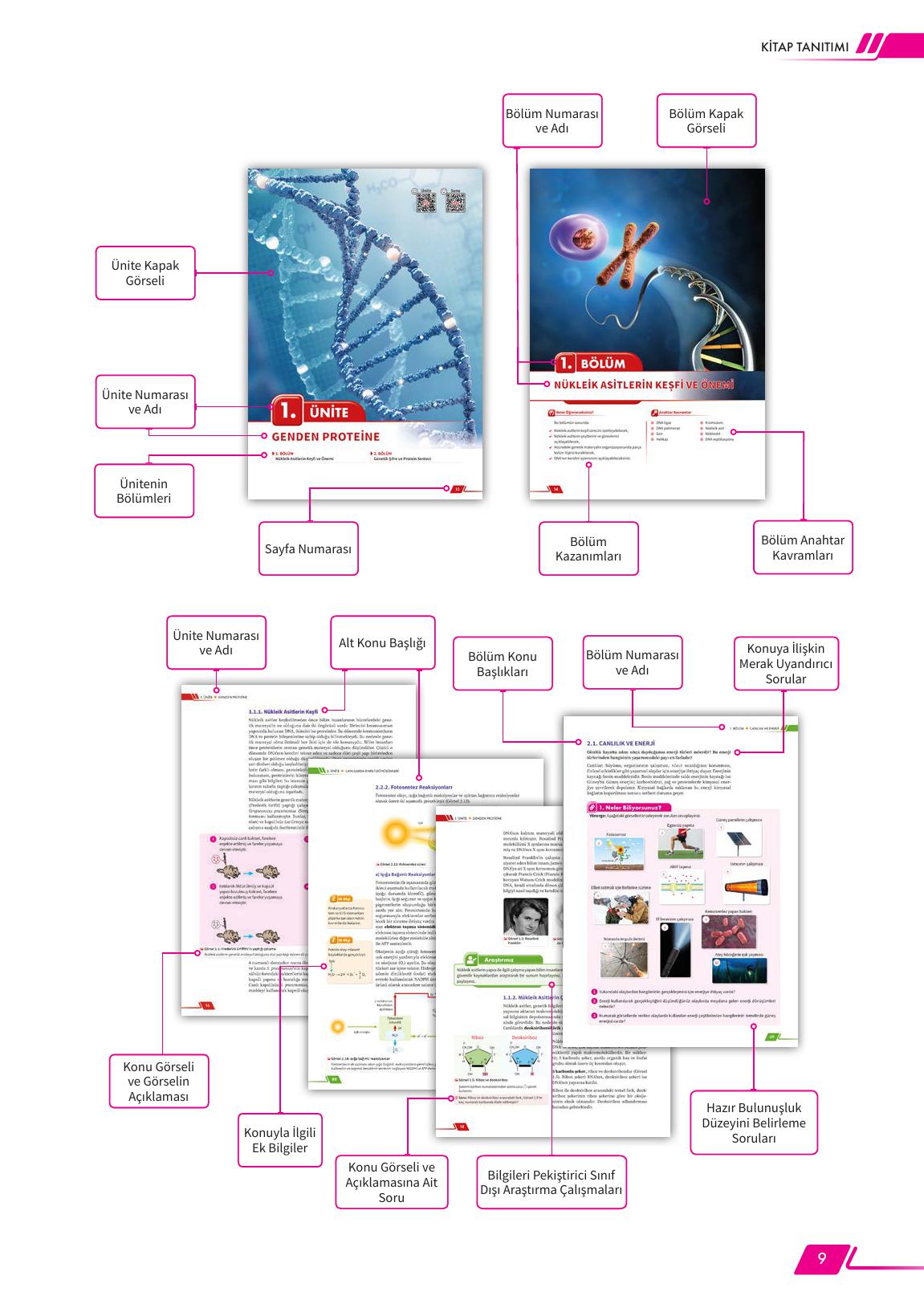 12. Sınıf Meb Yayınları Fen Lisesi Biyoloji Ders Kitabı Sayfa 9 Cevapları 12. Sınıf Meb Yayınları Fen Lisesi Biyoloji Ders Kitabı Sayfa 9 Cevapları