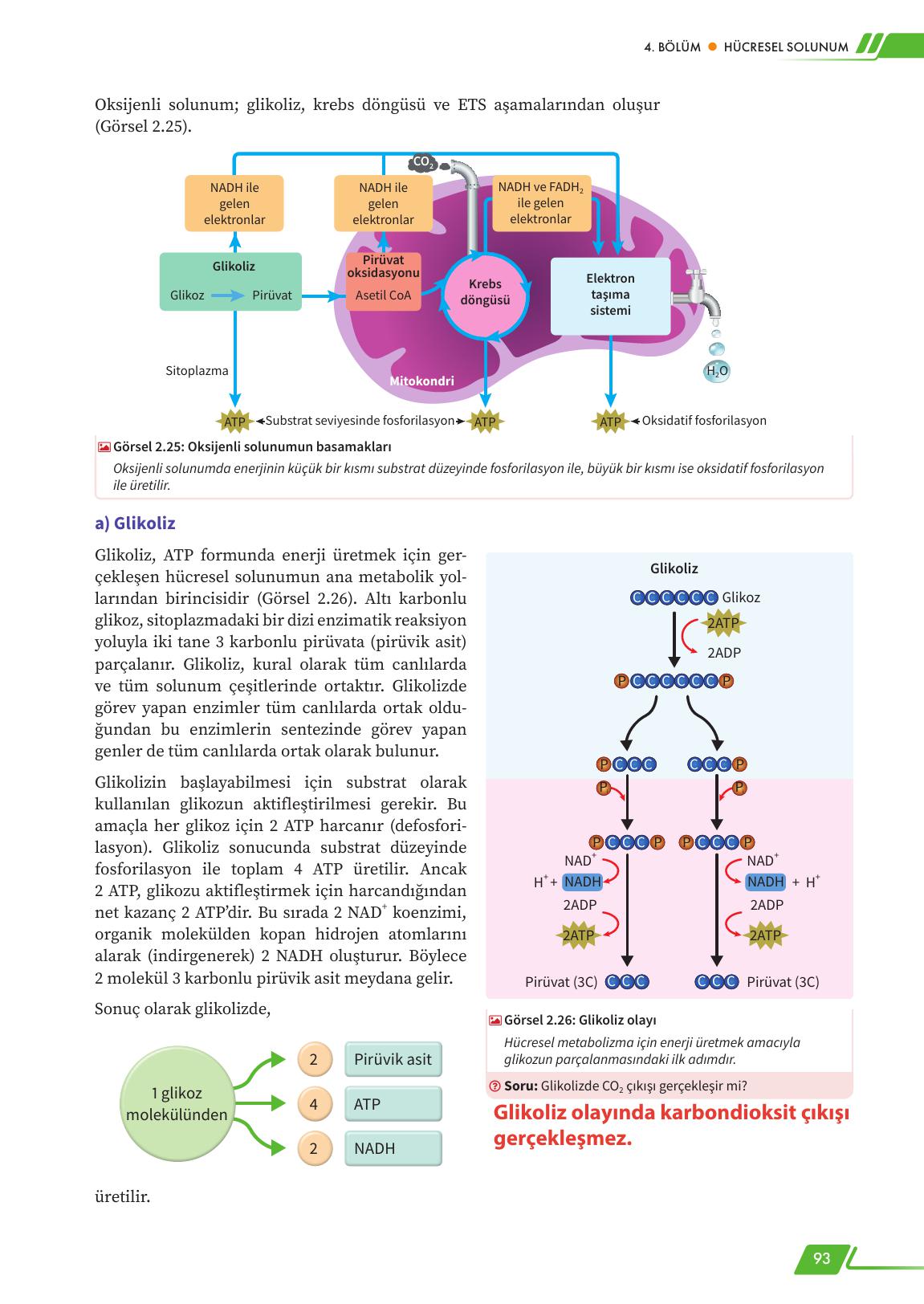 12. Sınıf Meb Yayınları Fen Lisesi Biyoloji Ders Kitabı Sayfa 93 Cevapları