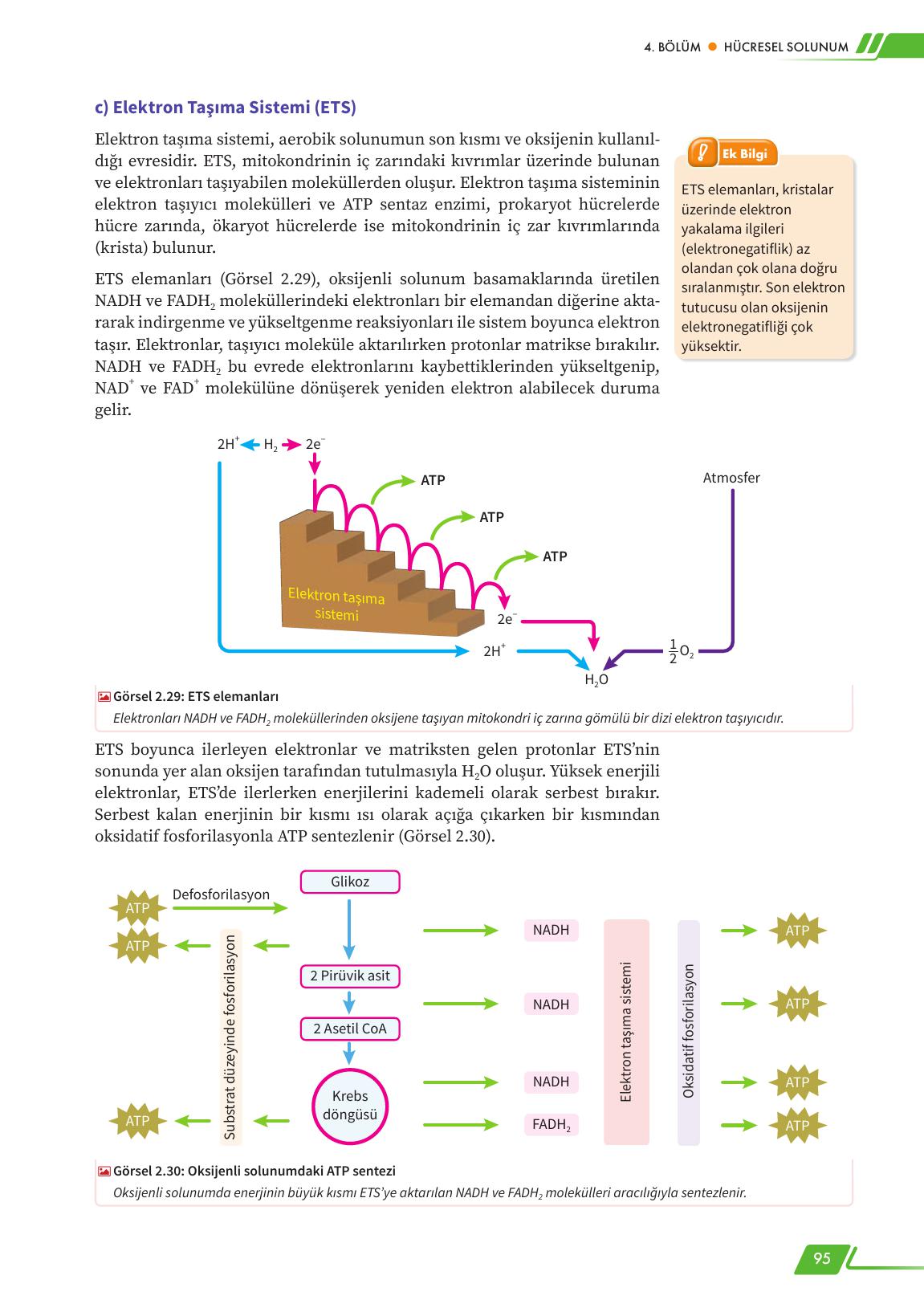 12. Sınıf Meb Yayınları Fen Lisesi Biyoloji Ders Kitabı Sayfa 95 Cevapları
