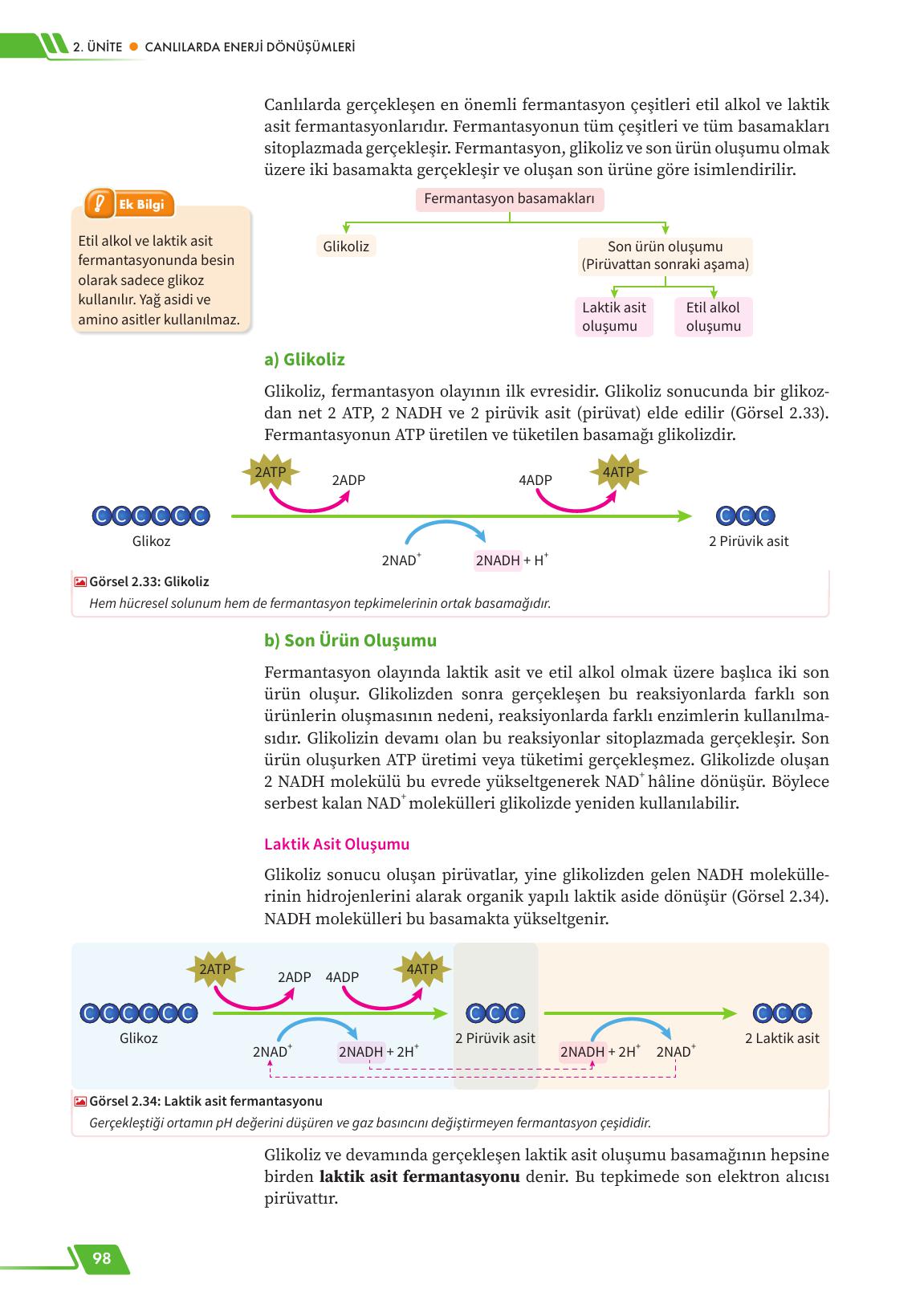12. Sınıf Meb Yayınları Fen Lisesi Biyoloji Ders Kitabı Sayfa 98 Cevapları