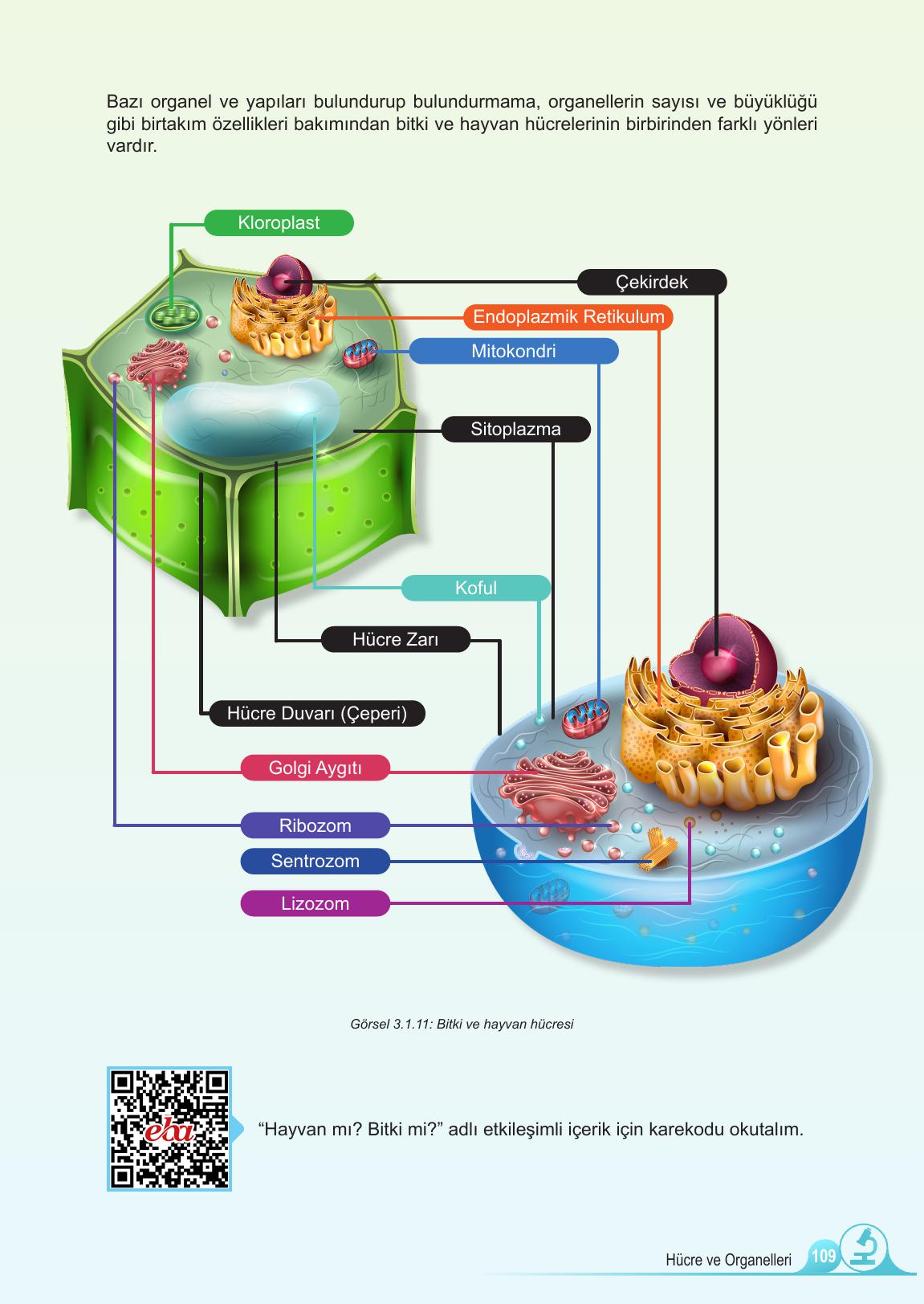 5. Sınıf Meb Yayınları Fen Bilimleri Ders Kitabı 1. Kitap Sayfa 109 Cevapları