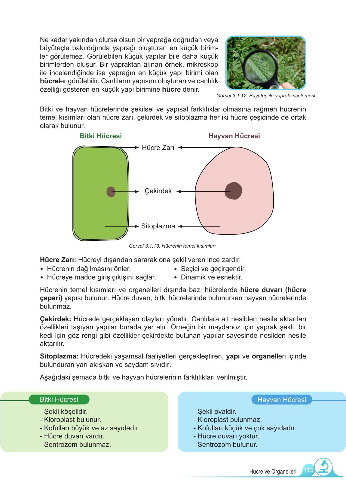 5. Sınıf Meb Yayınları Fen Bilimleri Ders Kitabı 1. Kitap Sayfa 113 Cevapları