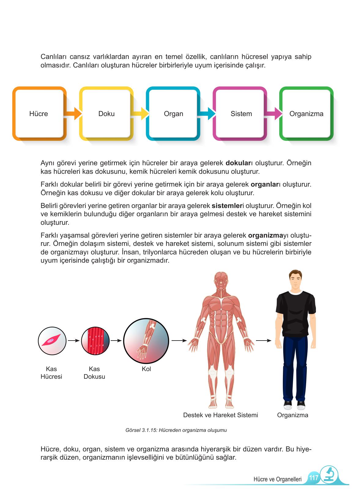 5. Sınıf Meb Yayınları Fen Bilimleri Ders Kitabı 1. Kitap Sayfa 117 Cevapları 5. Sınıf Meb Yayınları Fen Bilimleri Ders Kitabı 1. Kitap Sayfa 117 Cevapları