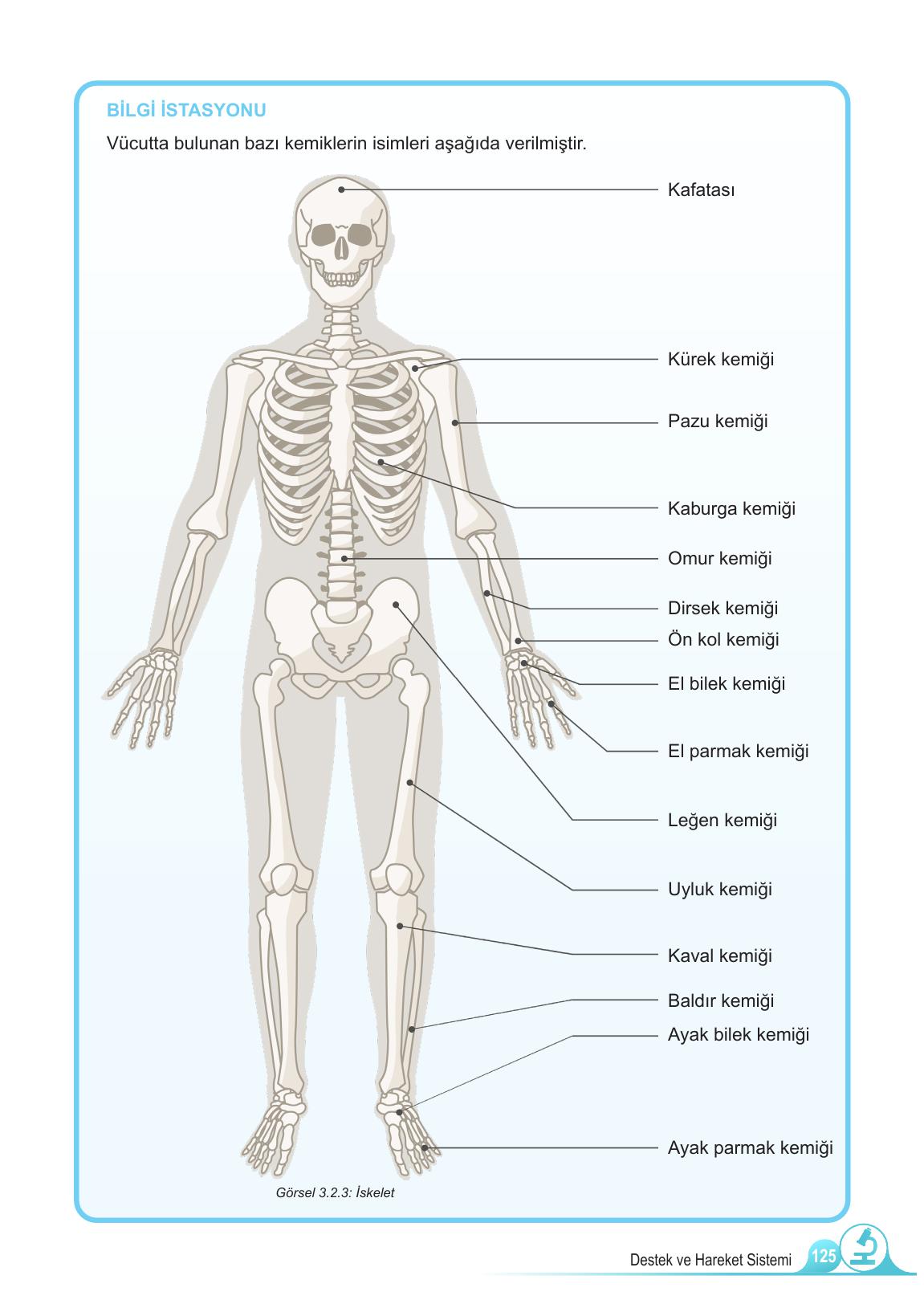 5. Sınıf Meb Yayınları Fen Bilimleri Ders Kitabı 1. Kitap Sayfa 125 Cevapları