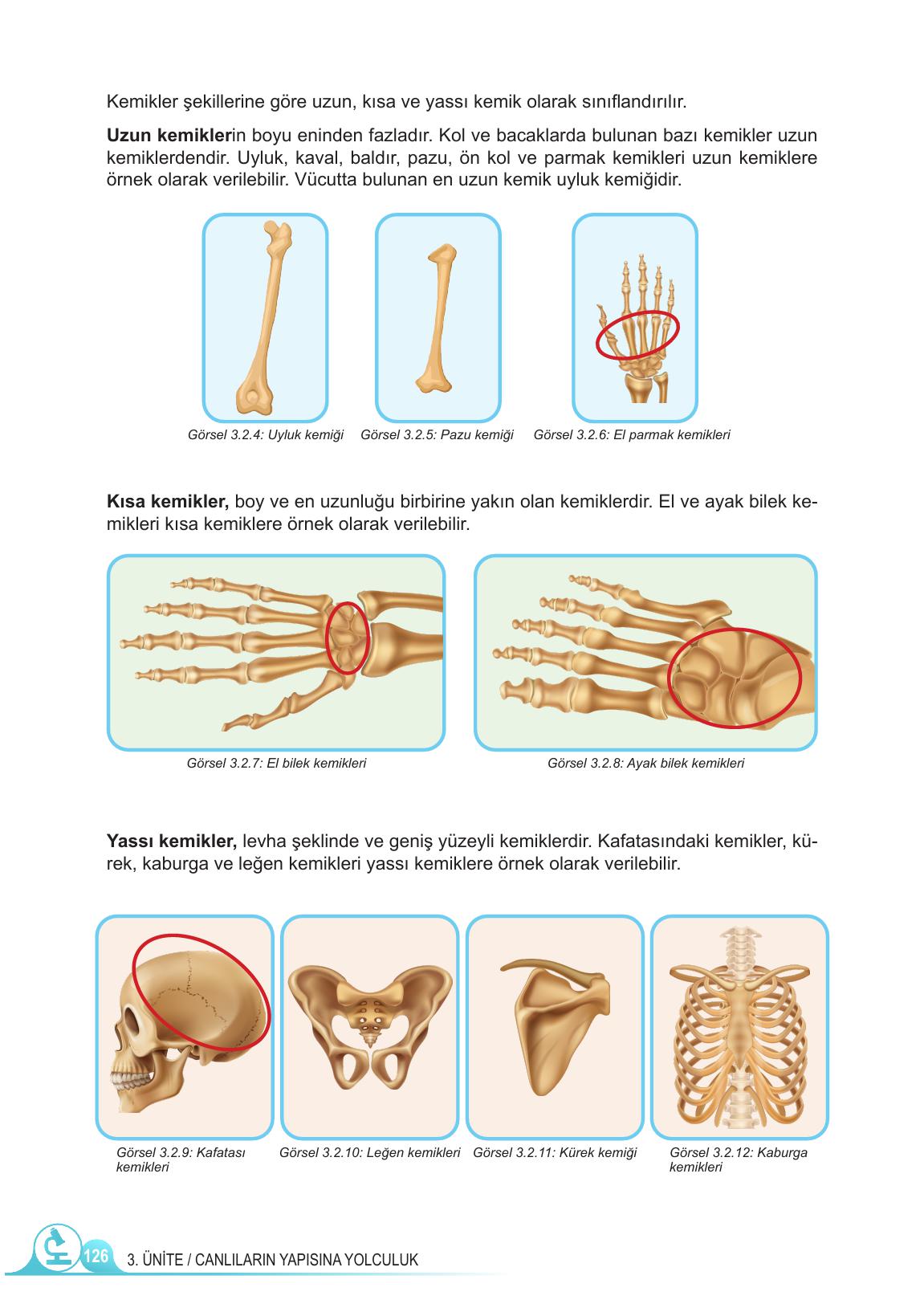 5. Sınıf Meb Yayınları Fen Bilimleri Ders Kitabı 1. Kitap Sayfa 126 Cevapları