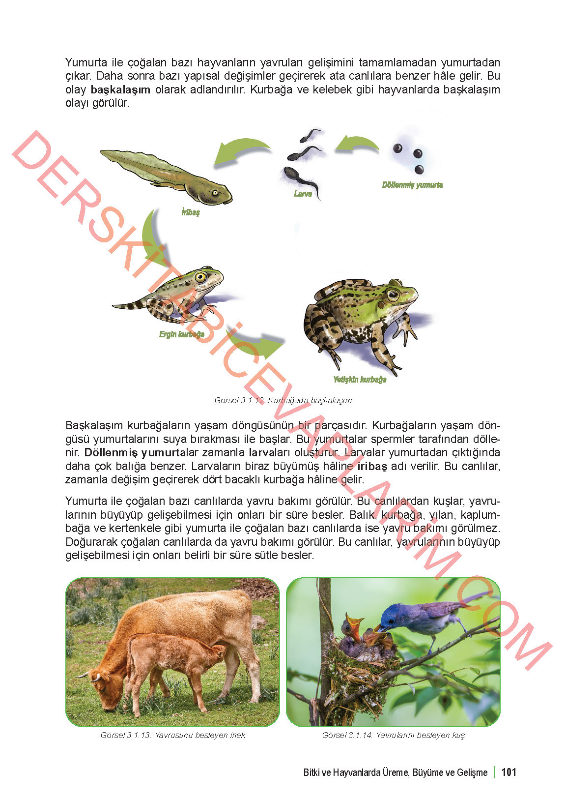 6. Sınıf Fen Bilgisi 1. Kitap Meb Yayınları Ders Kitabı Sayfa 101 Cevapları