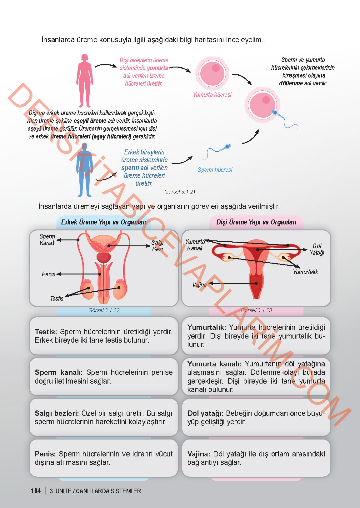 6. Sınıf Fen Bilgisi 1. Kitap Meb Yayınları Ders Kitabı Sayfa 104 Cevapları